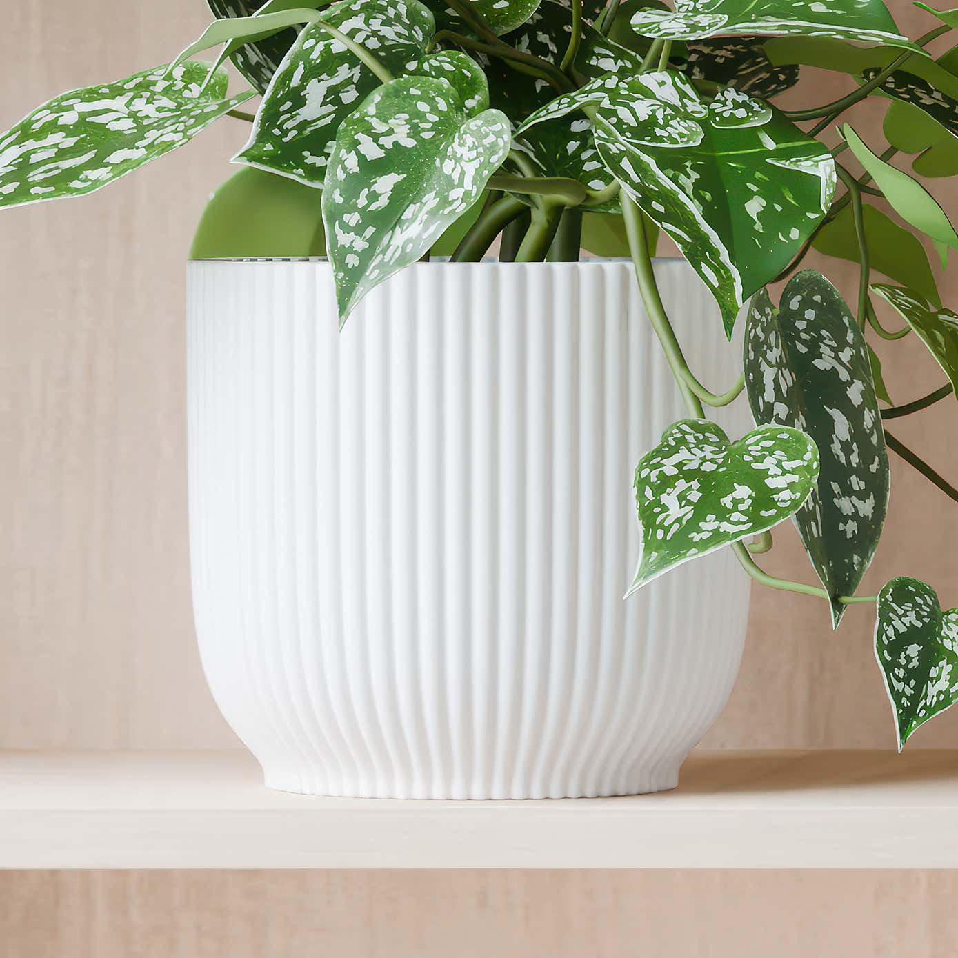 Beards & Daisies Trailing Satin Pothos House Plant in Elho Pot