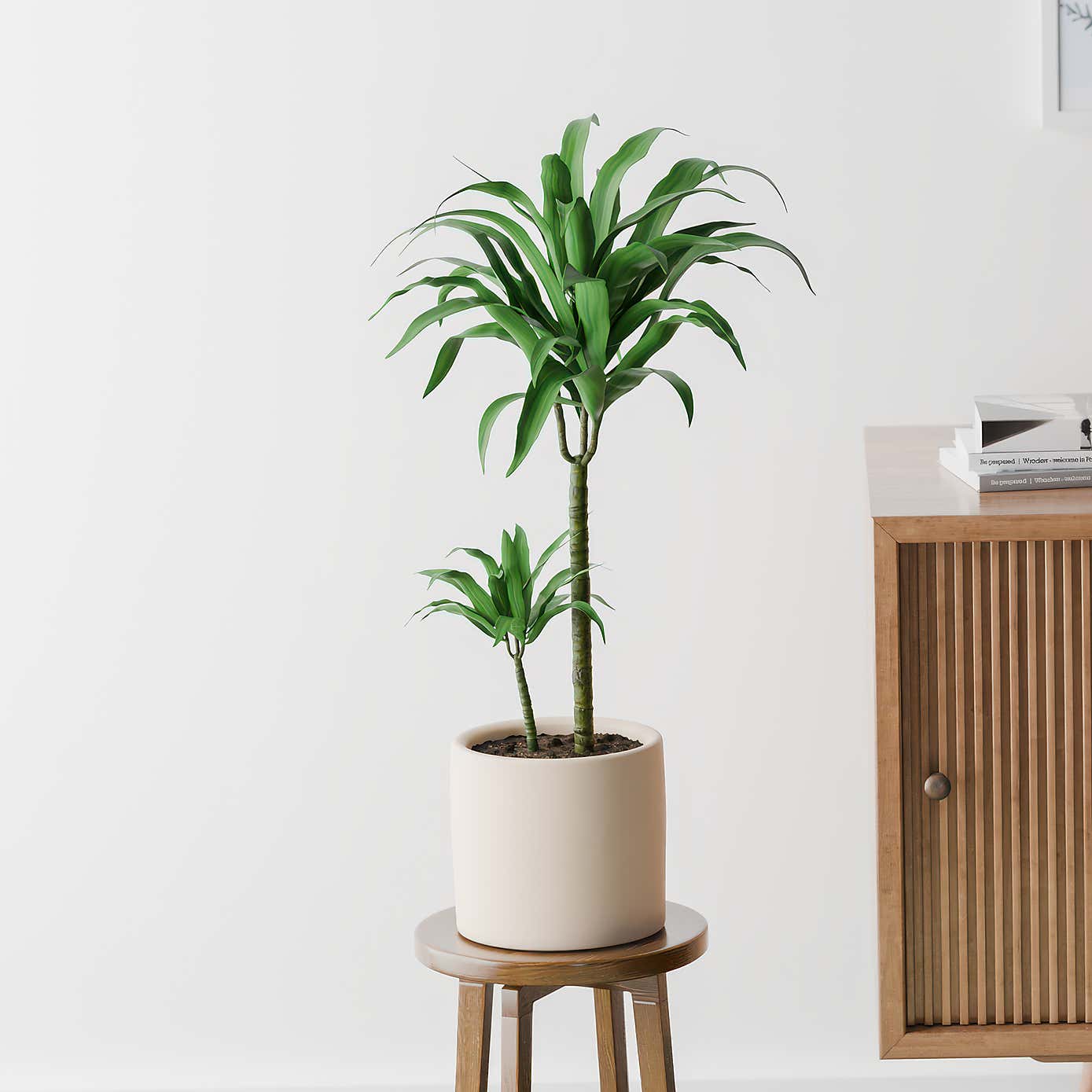 Beards & Daisies Dracaena Steudneri House Plant in Earthenware Pot