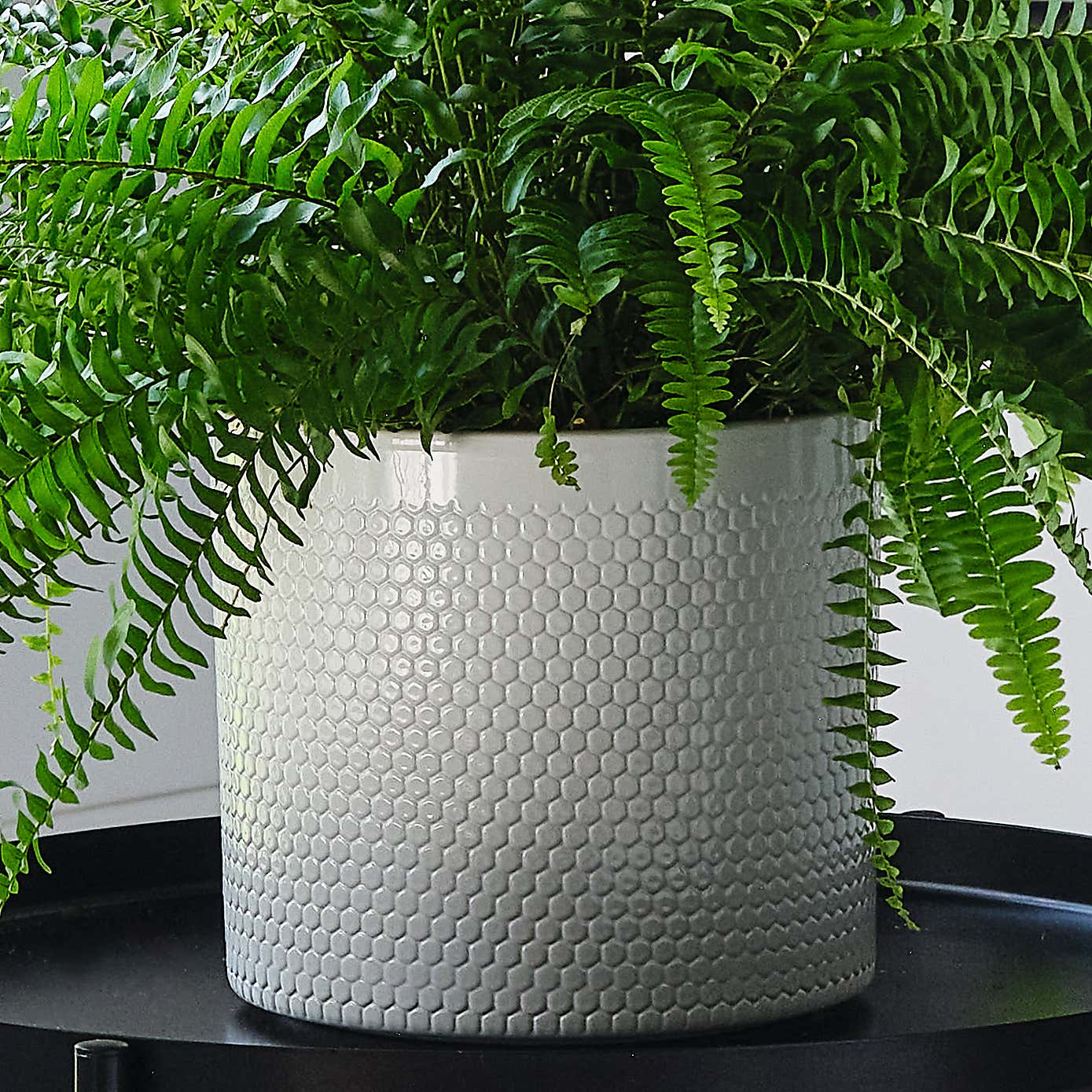 Boston Fern House Plant in Capri Pot