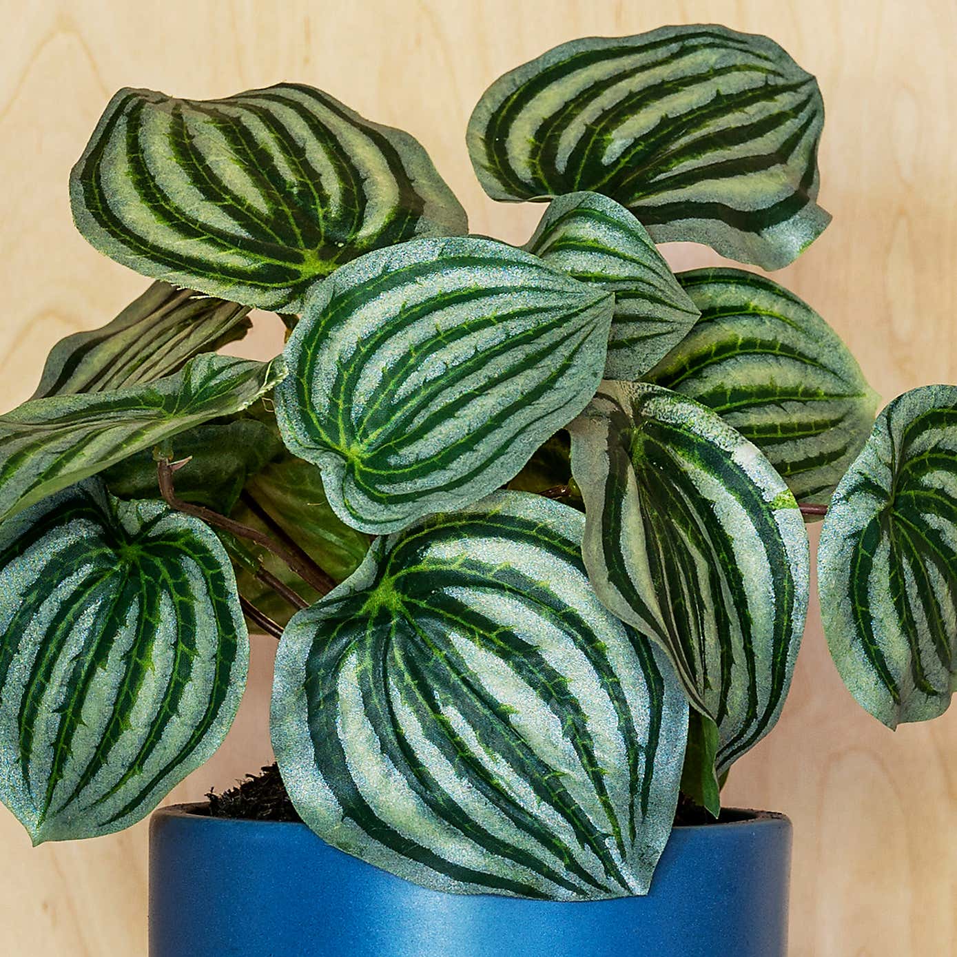 Artificial Watermelon Peperomia