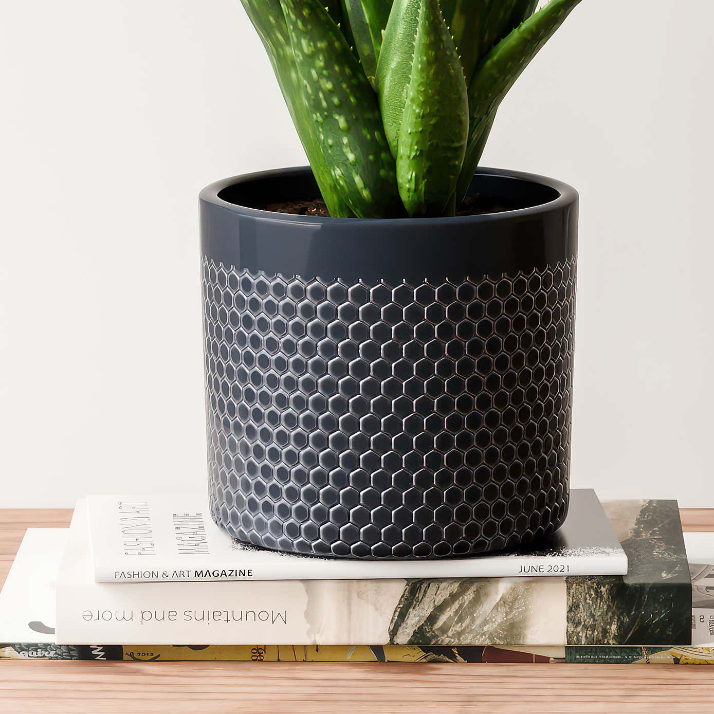 Aloe Vera House Plant in Capri Pot