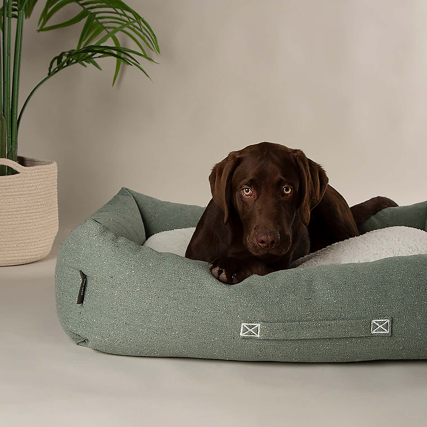 Scruffs 100% Recycled Eden Dog Box Bed