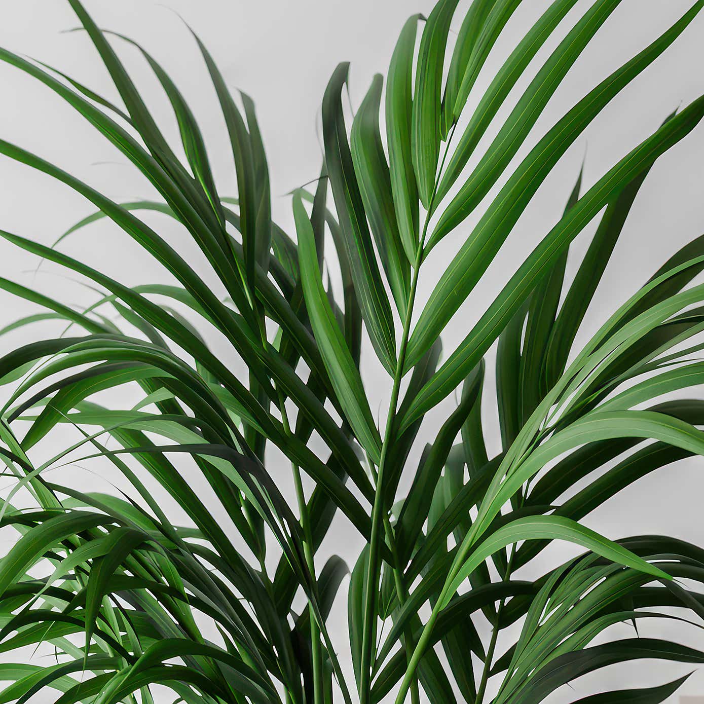 Kentia Palm House Plant