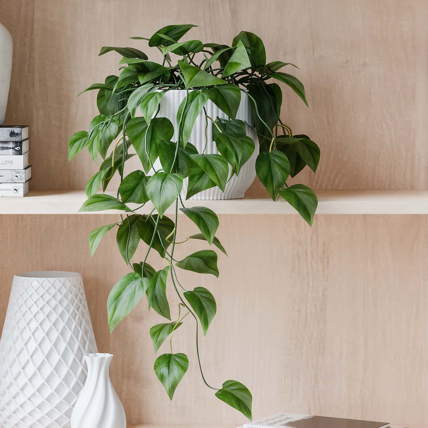 Beards & Daisies Trailing Philodendron Scandens House Plant in Elho Pot