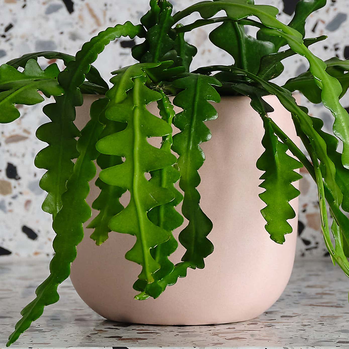 Fishbone Cactus House Plant in Earthenware Pot