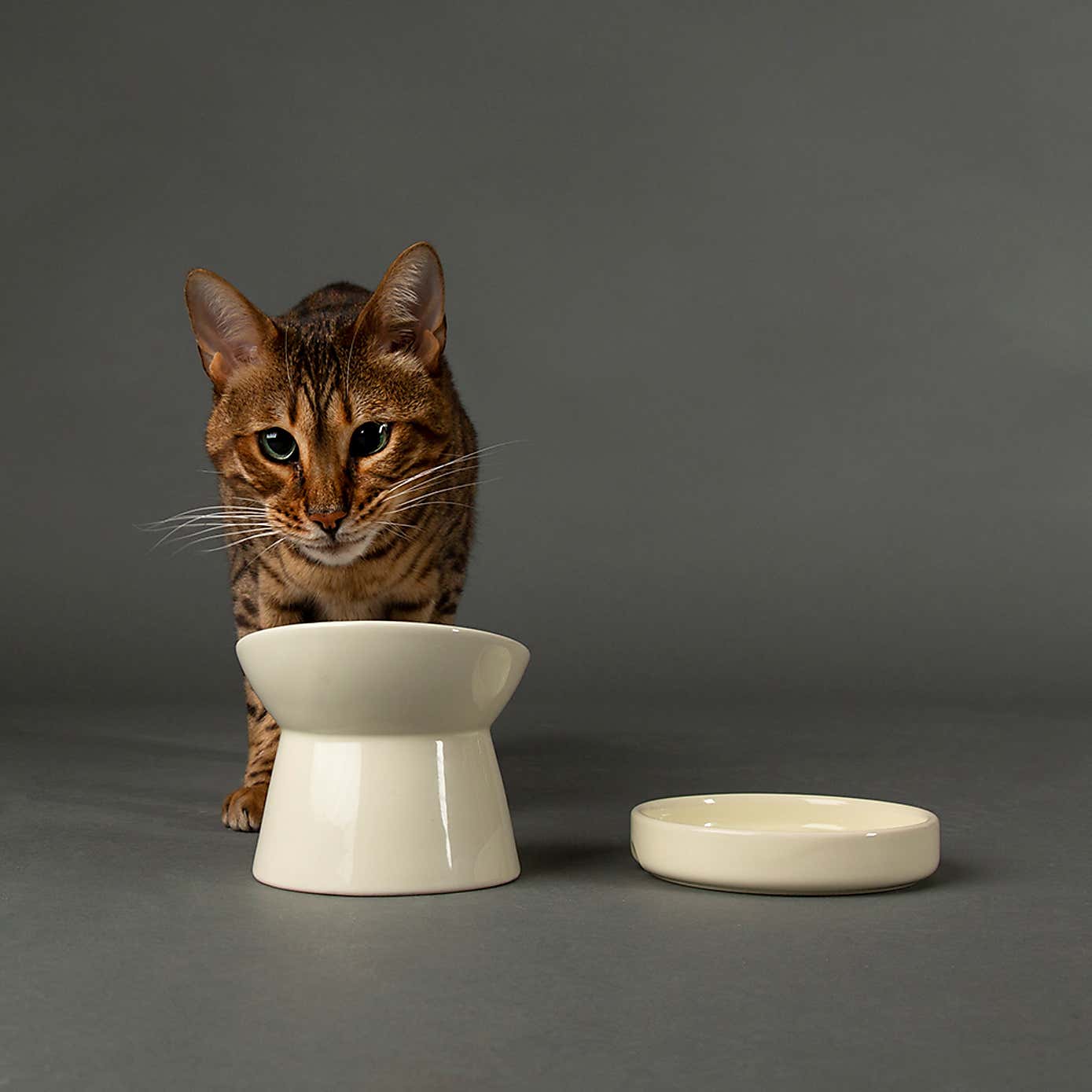 Scruffs Icon Raised Cat Feeder Bowl and Saucer Set