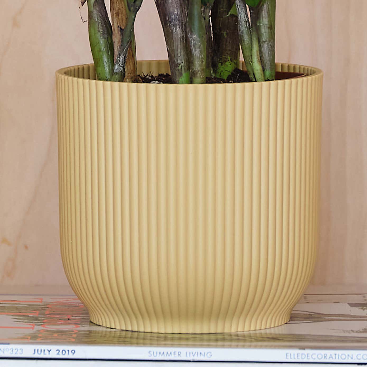 ZZ House Plant in Elho Pot