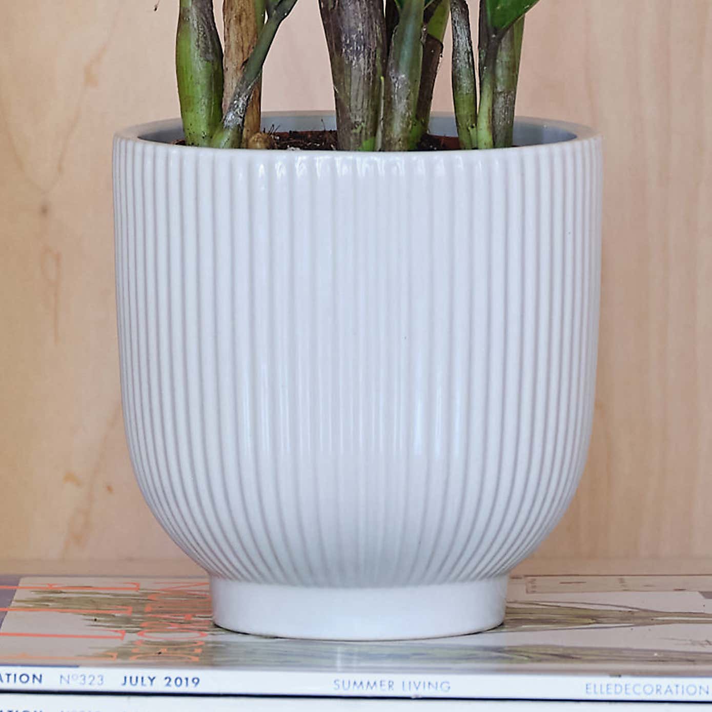 ZZ House Plant in Ribbed Pot