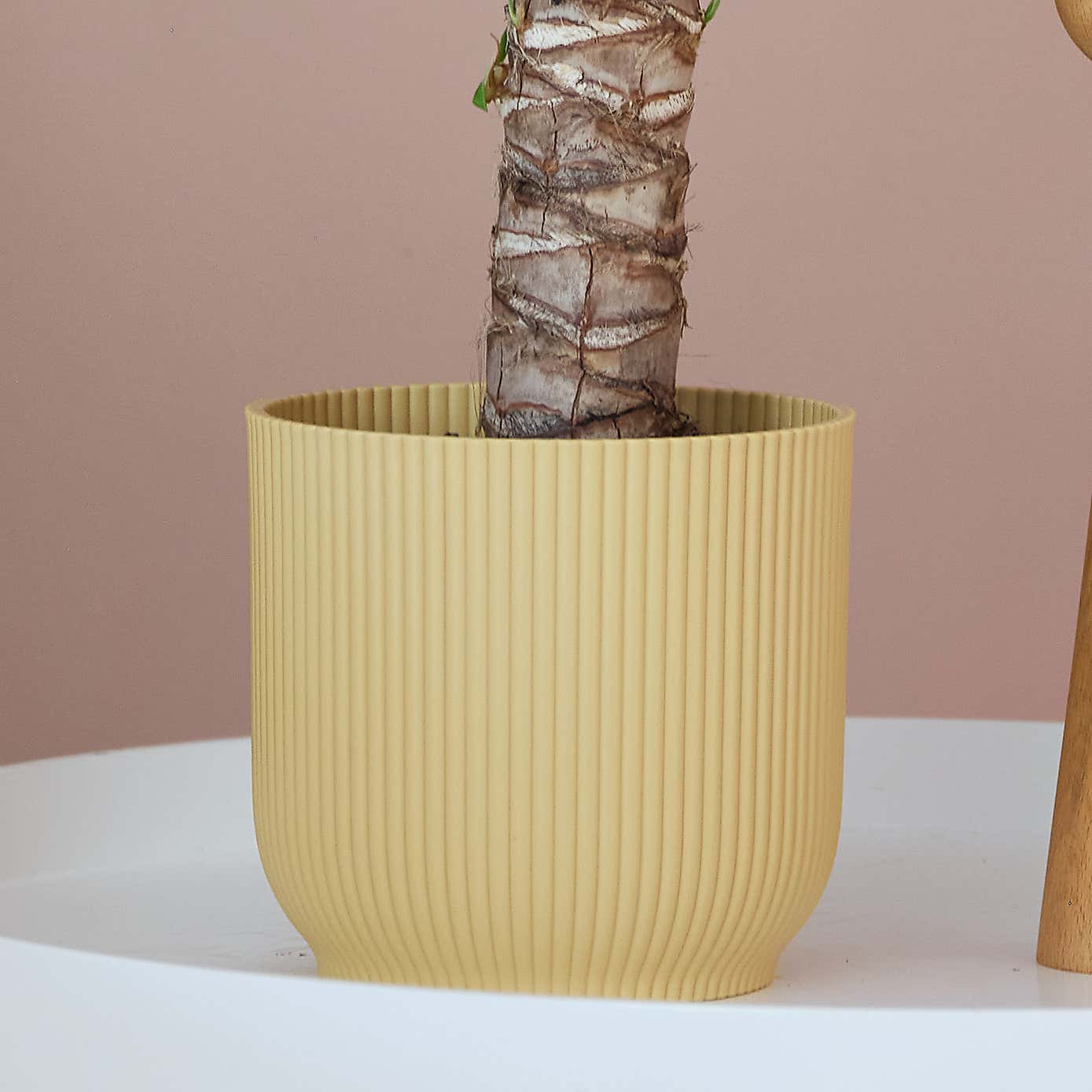 Yucca House Plant in Elho Pot