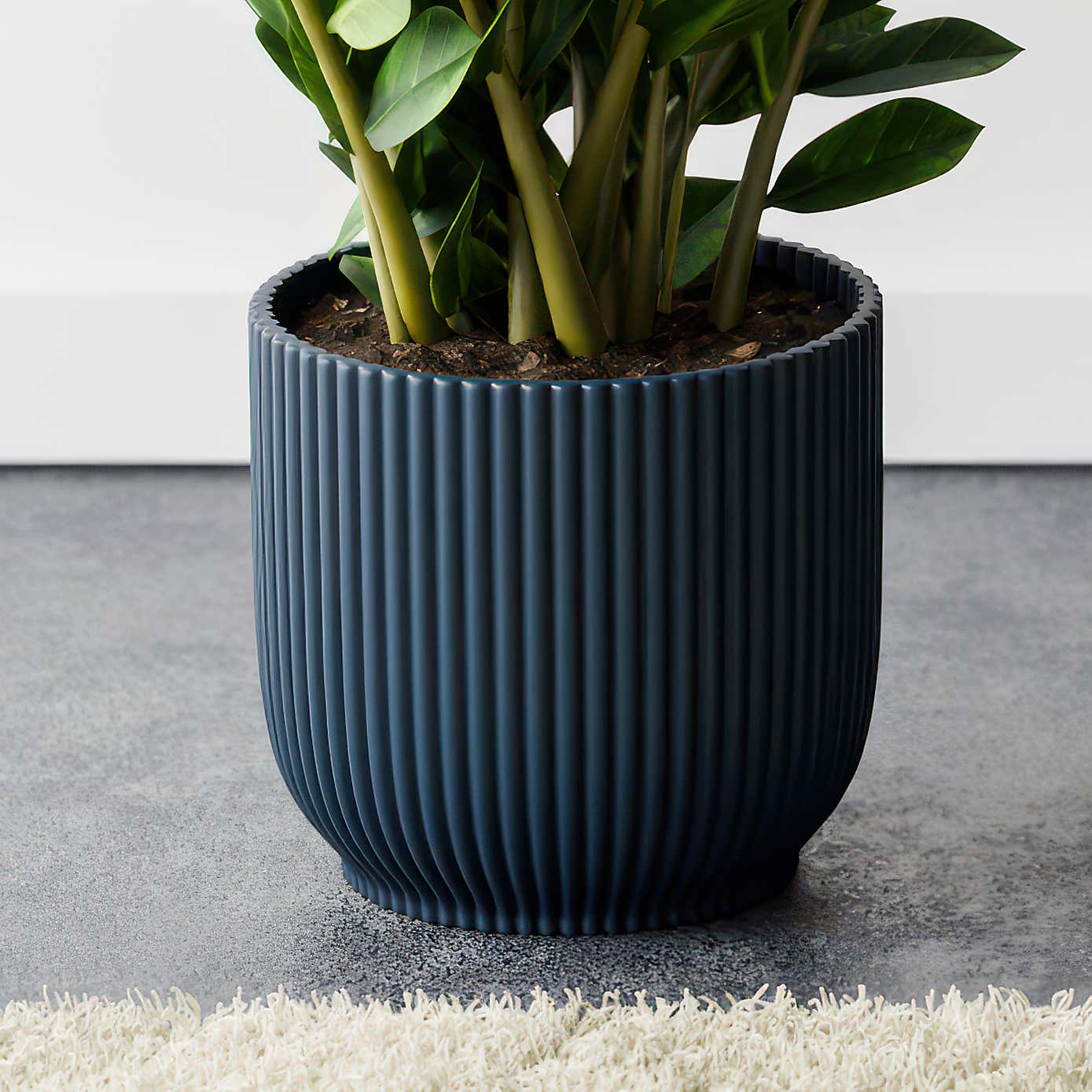 ZZ House Plant in Elho Pot