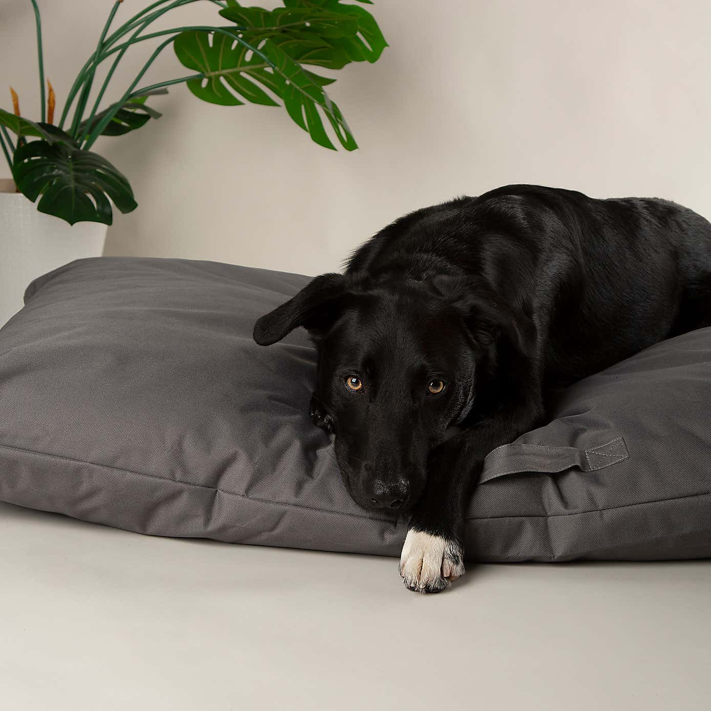 Scruffs Waterproof Expedition Memory Foam Dog Pillow