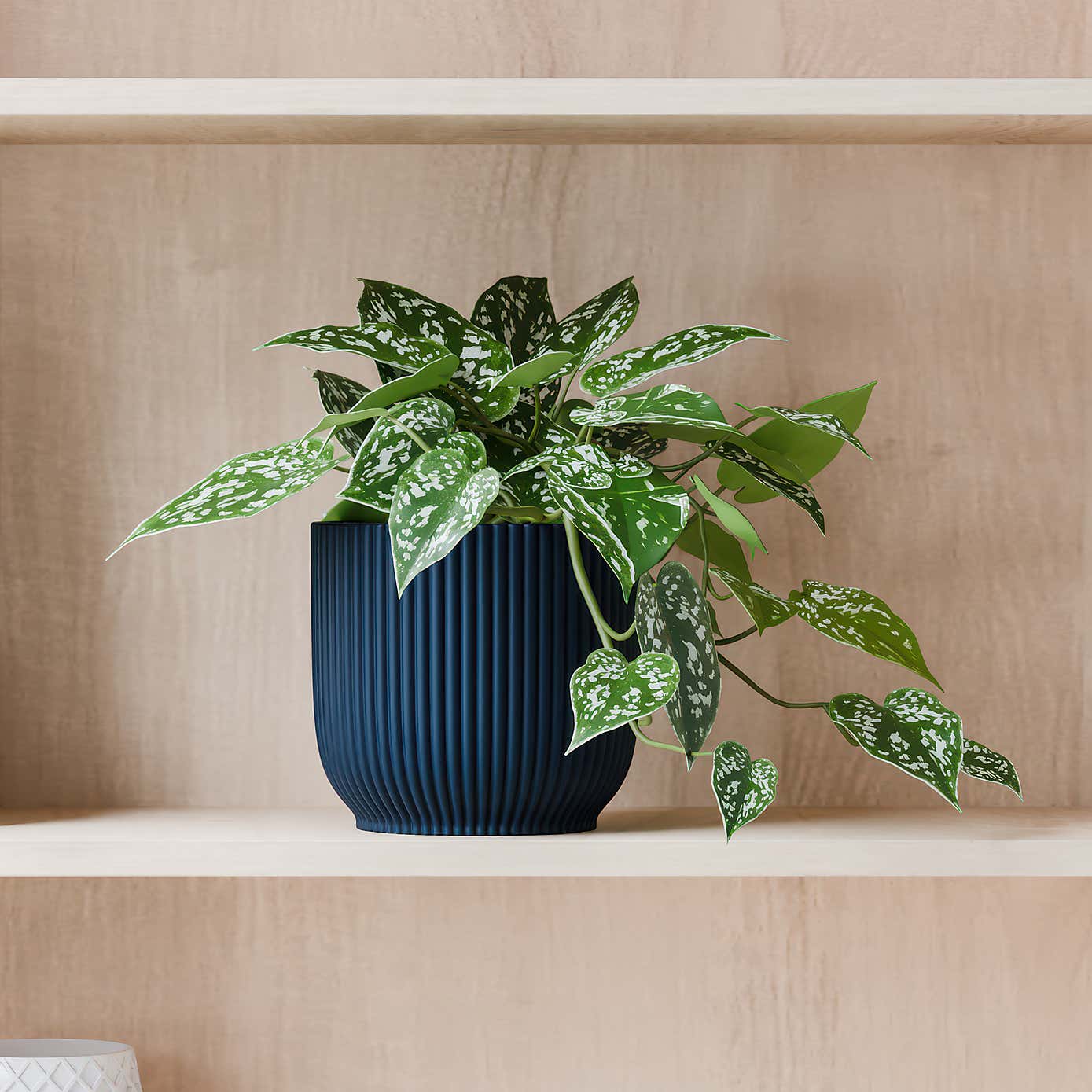 Beards & Daisies Trailing Satin Pothos House Plant in Elho Pot