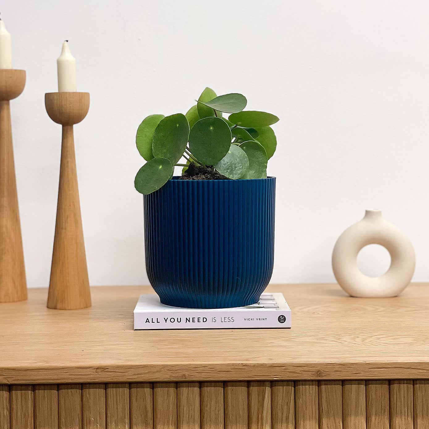 Chinese Money House Plant in Elho Pot