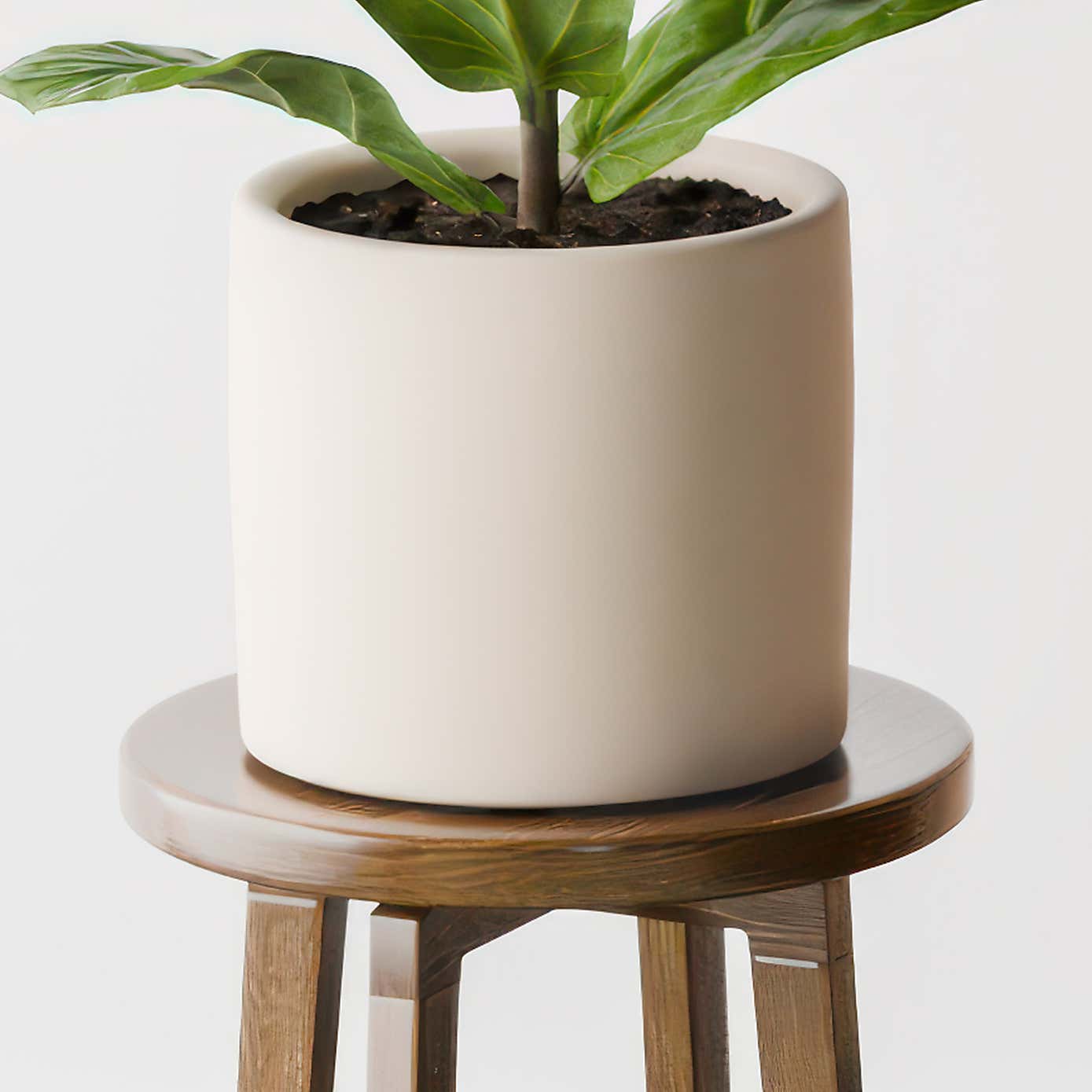 Beards & Daisies Fiddle Leaf Fig House Plant in Earthenware Pot