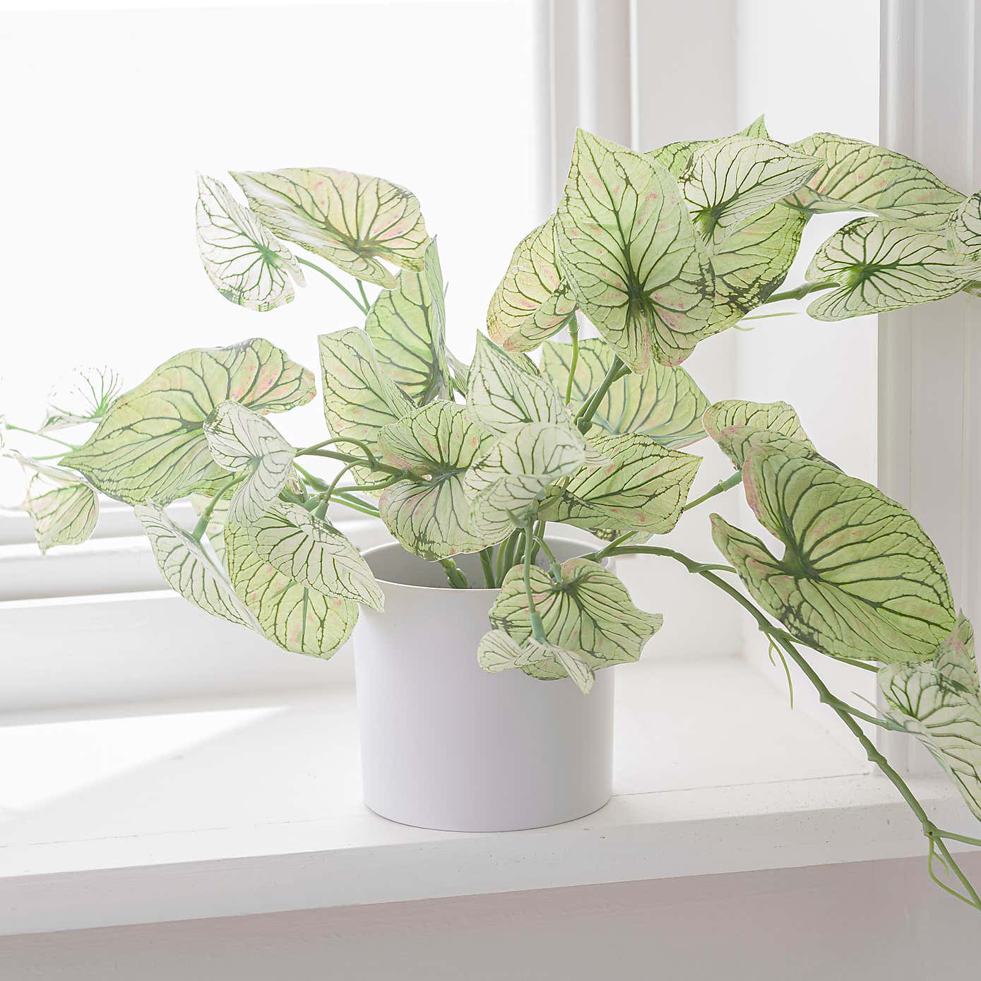 Artificial Caladium in White Plastic Plant Pot