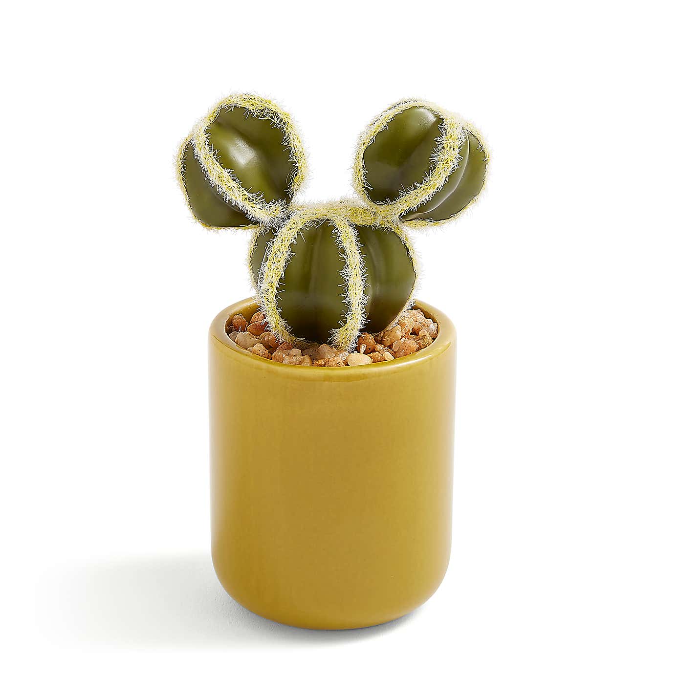 Sunbeam Cactus in Ceramic Pot