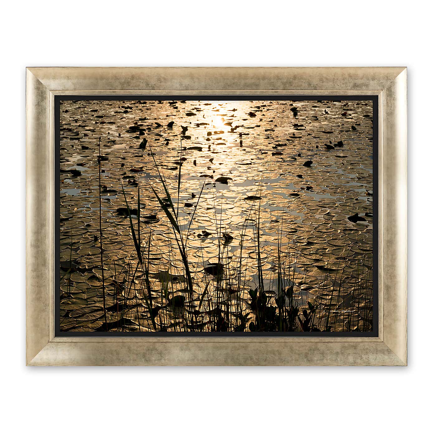 Lilies by Mike Shepherd Framed Print
