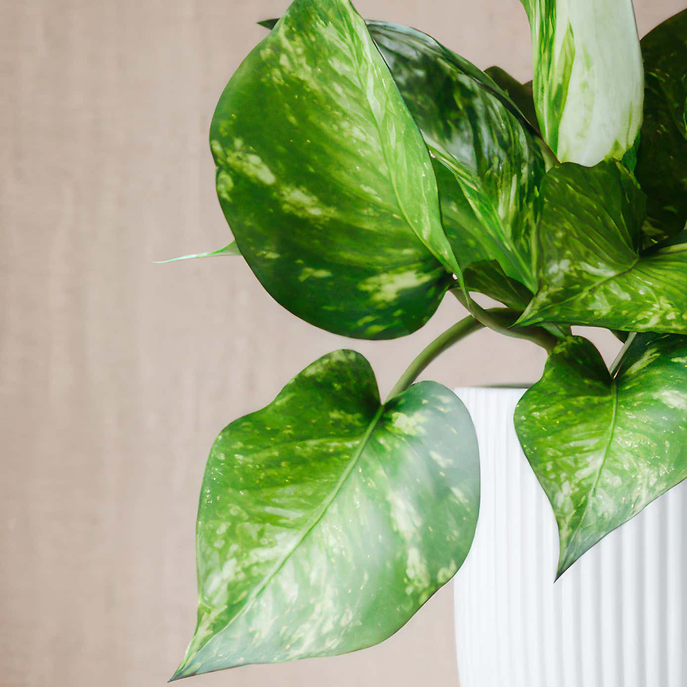 Beards & Daisies Marble Queen Pothos House Plant in Elho Pot