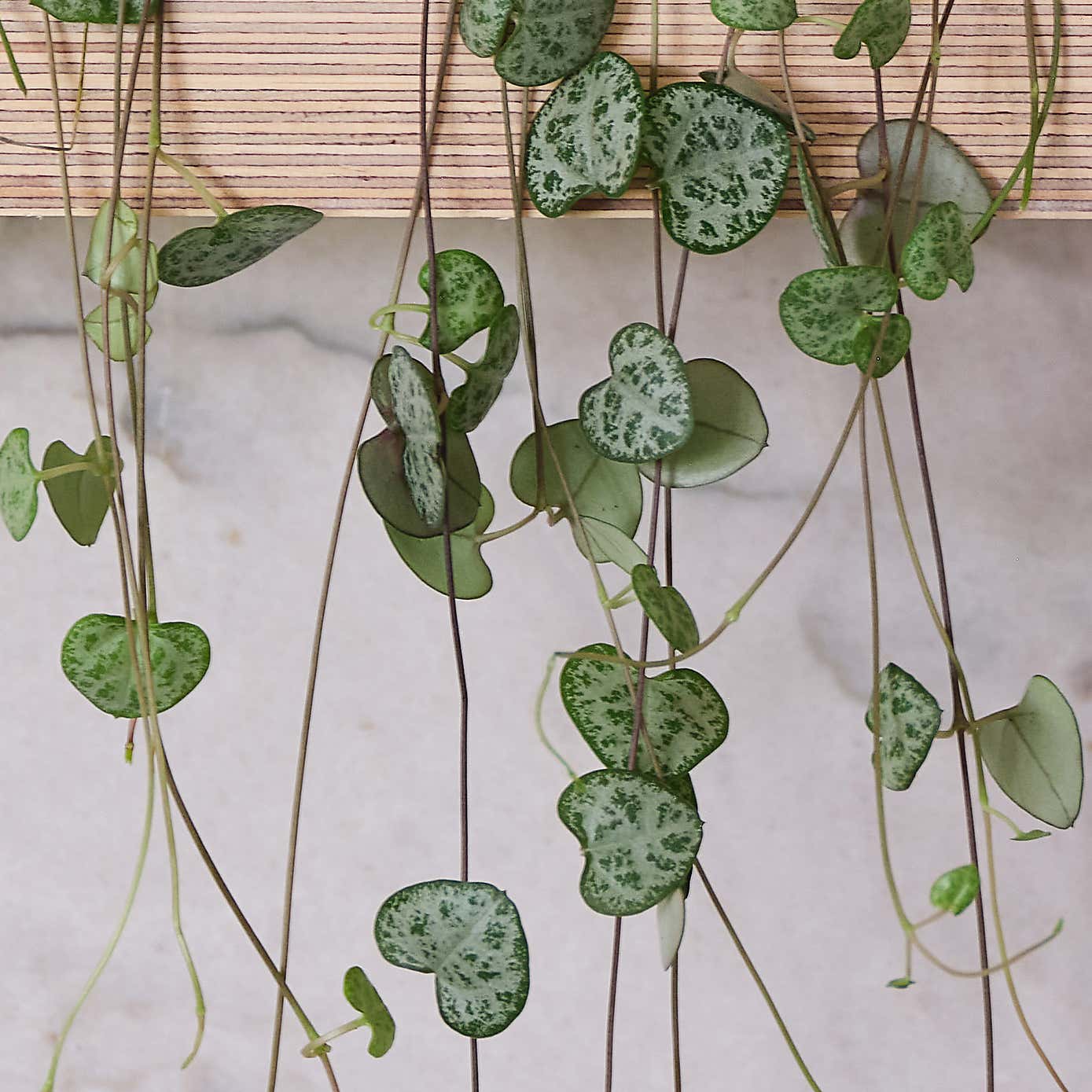 String Of Hearts House Plant in Capri Pot