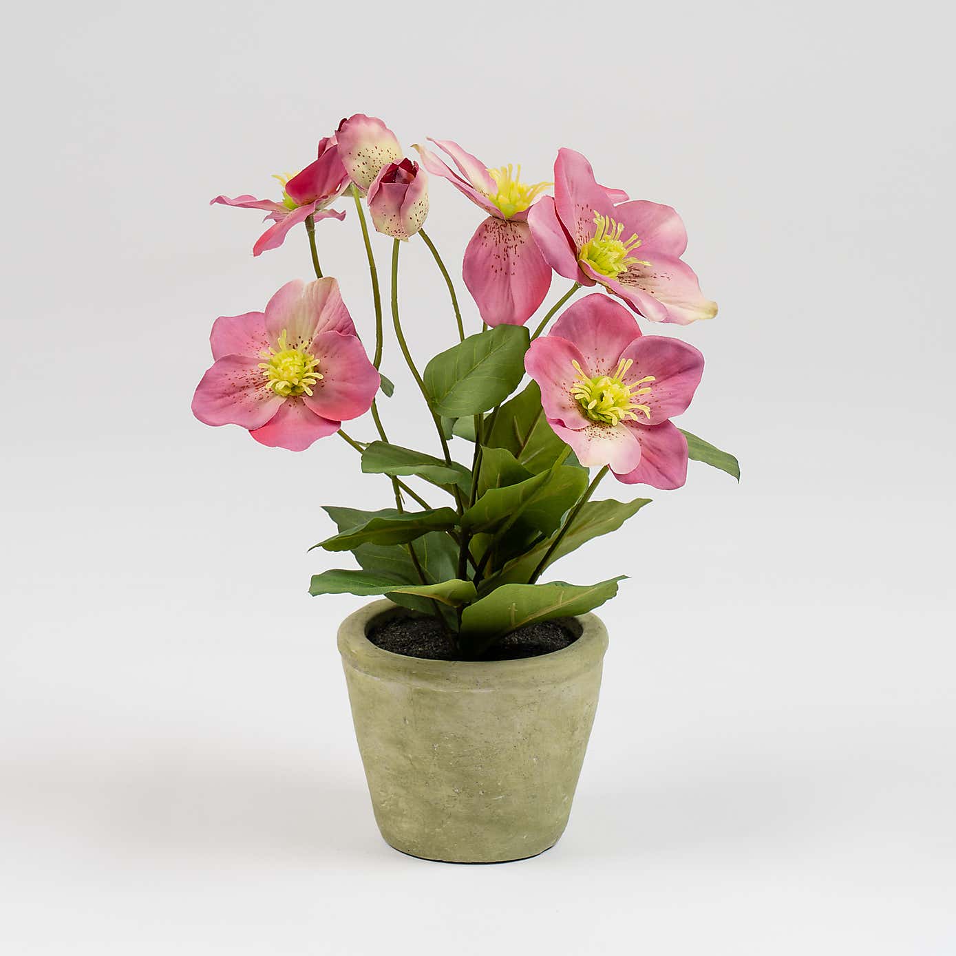 Artificial Hellebore in Terracotta Plant Pot