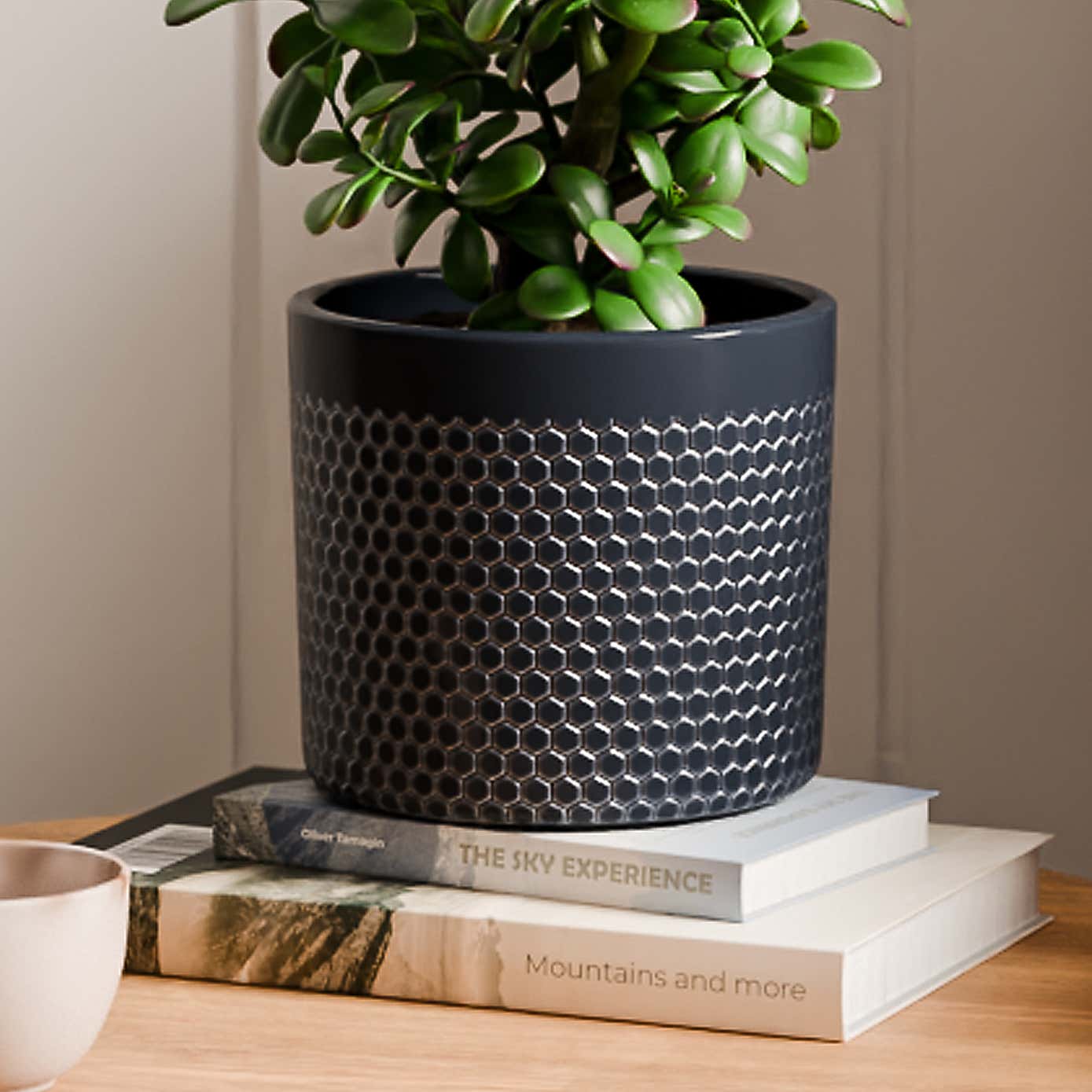 Jade House Plant in Capri Pot