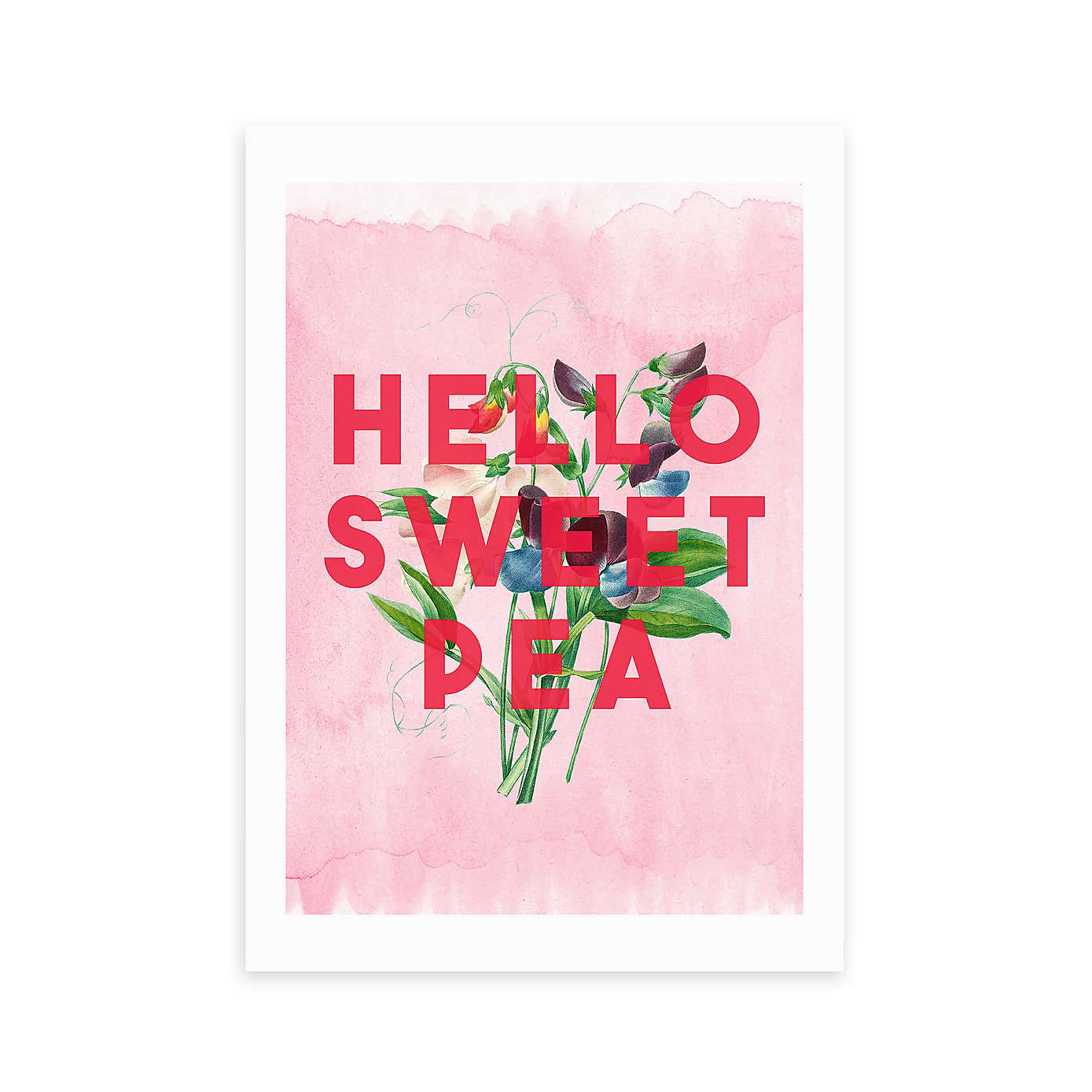 East End Prints Hello Sweet Pea Print by The 13 Prints