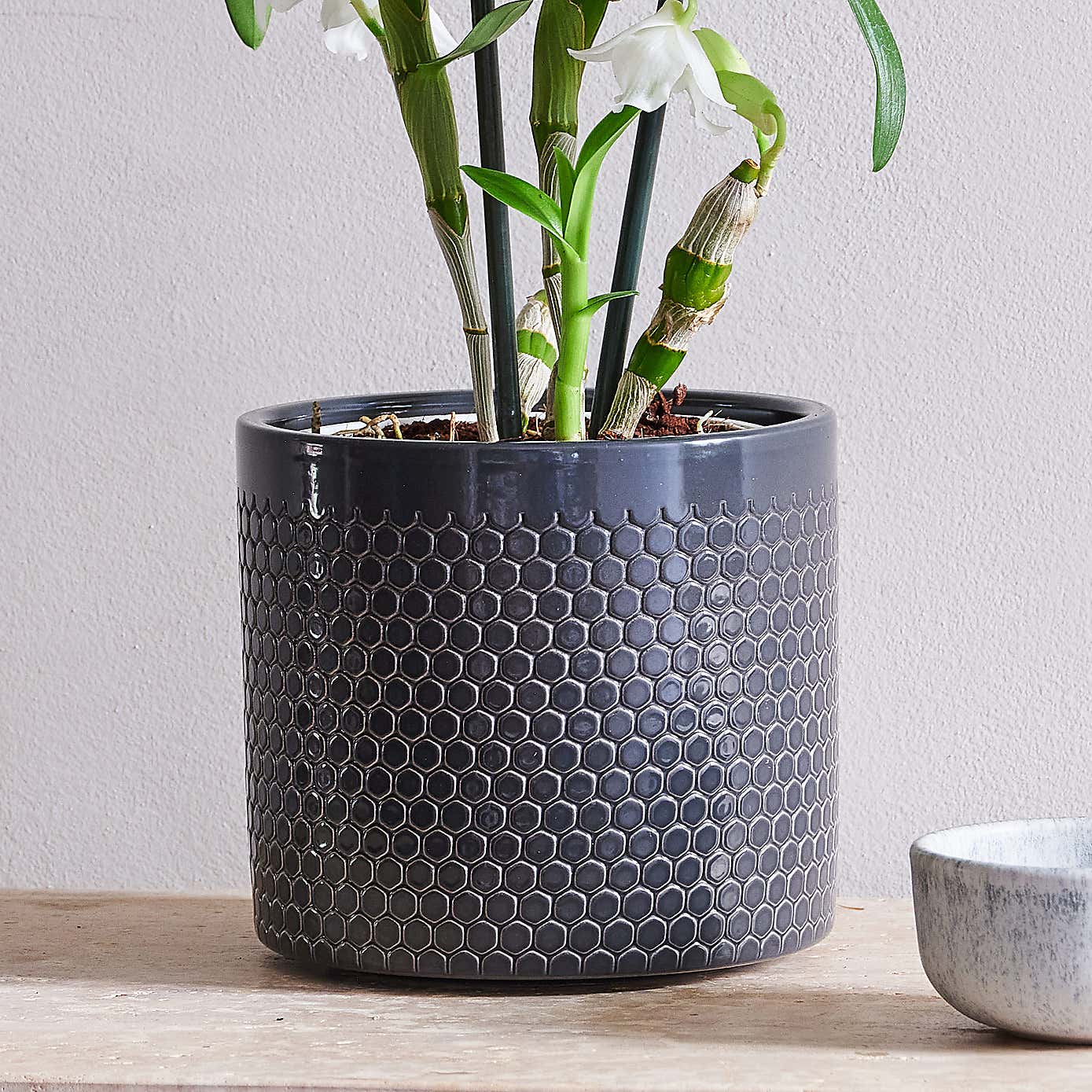 Beards & Daisies Dendrobium Bamboo Orchid House Plant in Capri Pot