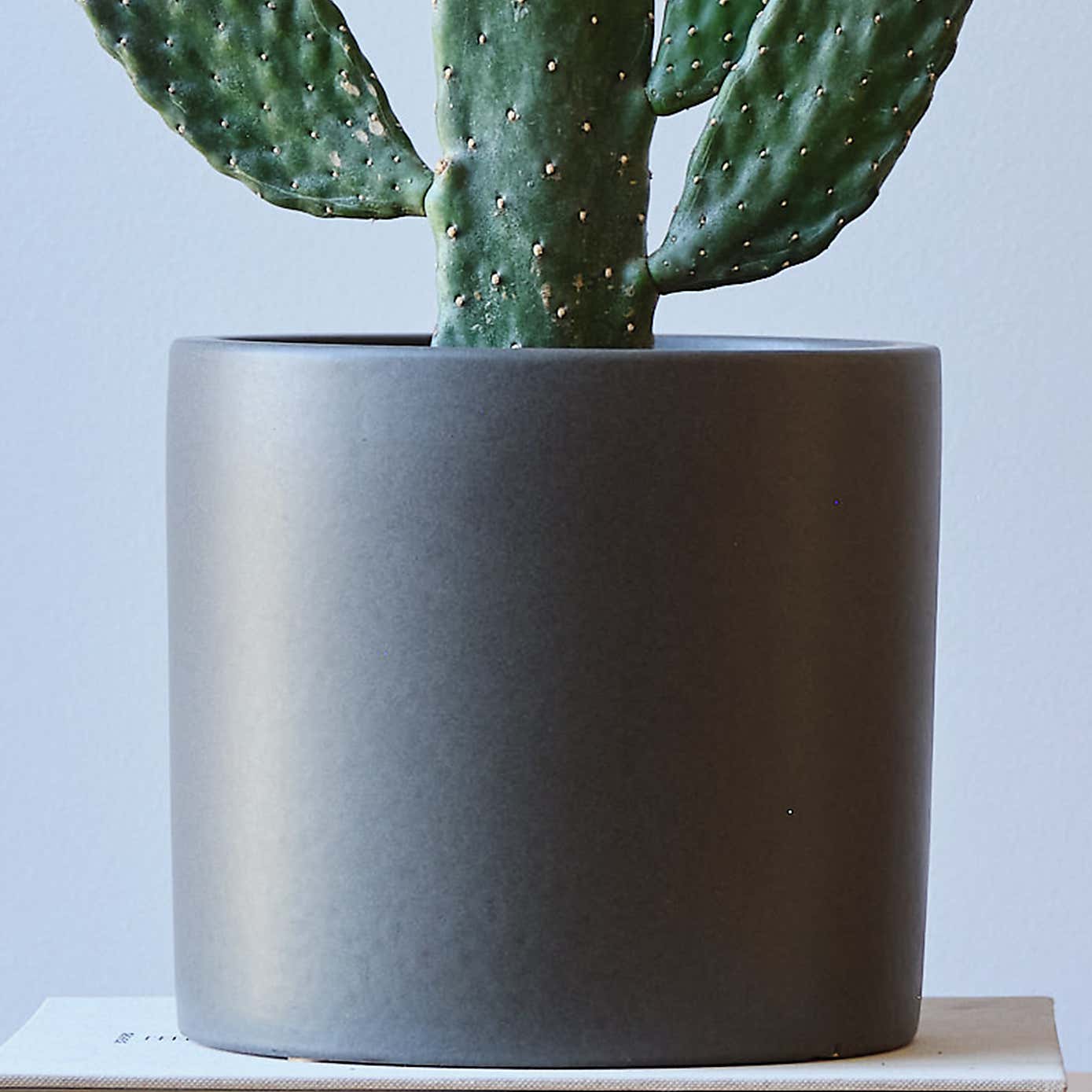 Cowboy Cactus House Plant in Earthenware Pot