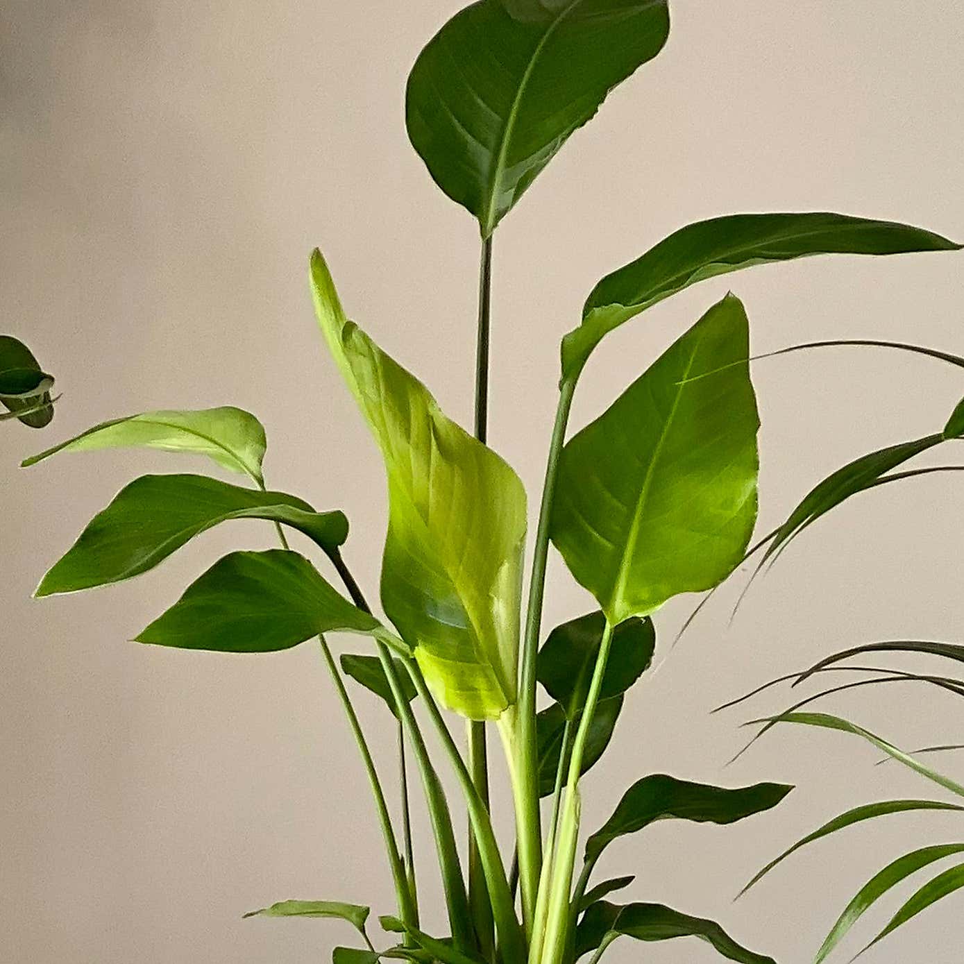 Bird of Paradise & Kentia Palm Potted House Plant Bundle