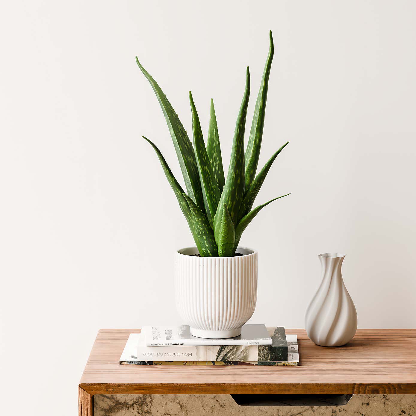 Aloe Vera House Plant in Ribbed Ceramic Pot