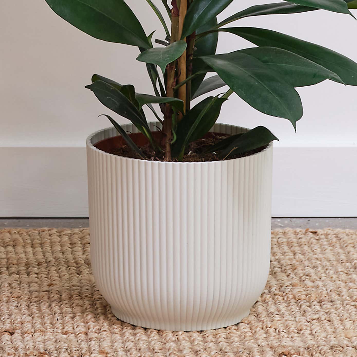 African Fig House Plant in Elho Pot