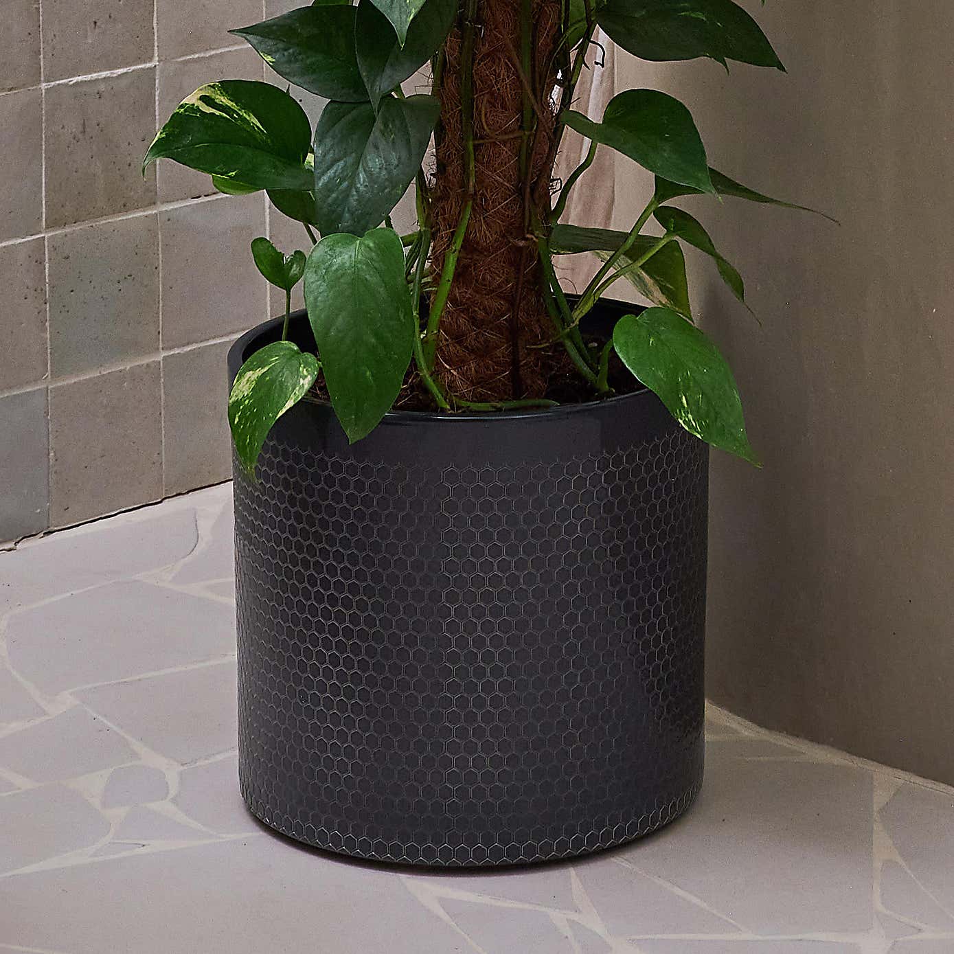 Beards & Daisies Devil's Ivy Moss Pole House Plant in Capri Pot