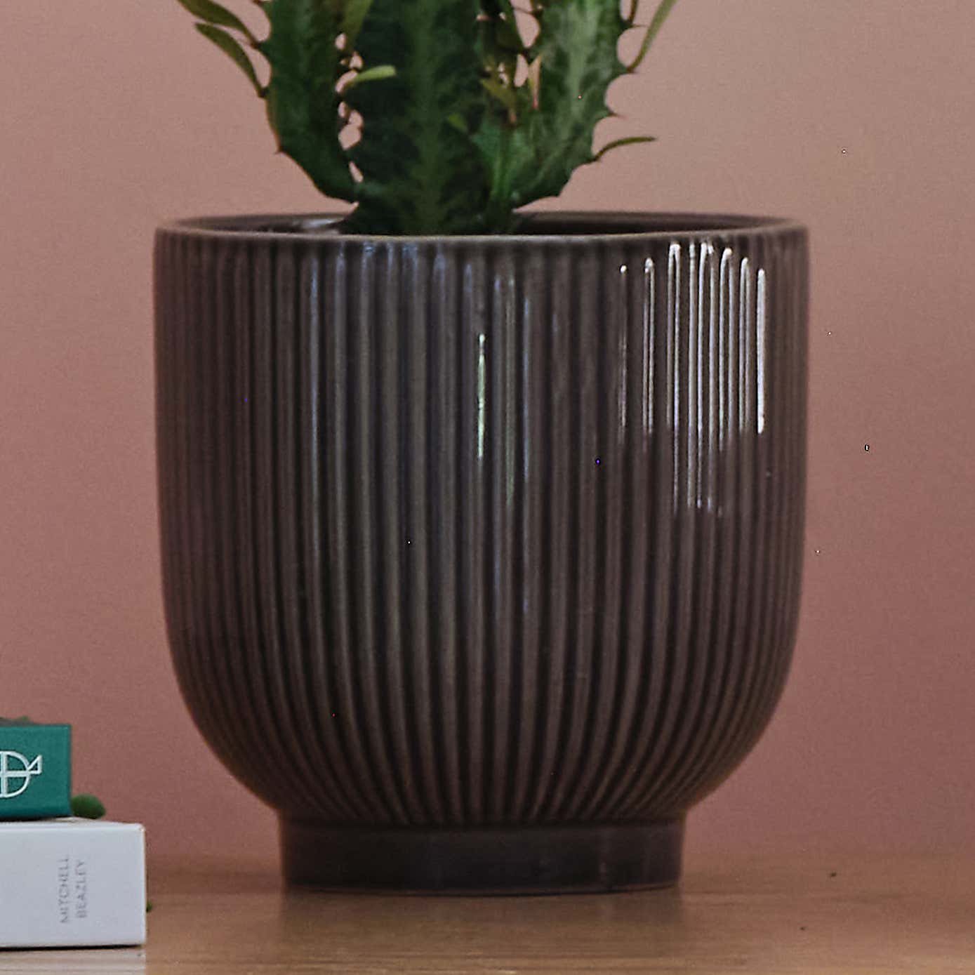 Sunny Potted House Plant Bundle