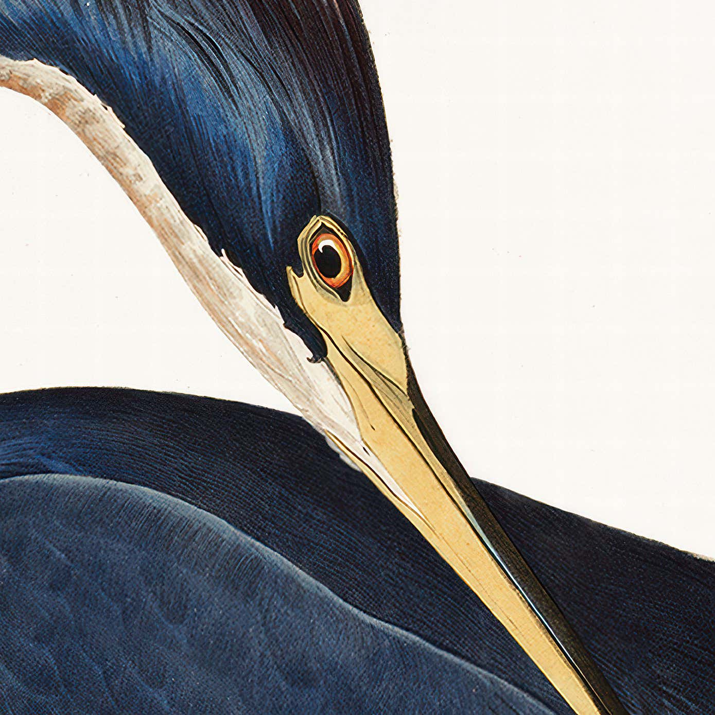 Cedar & Sage Louisiana Heron Framed Print