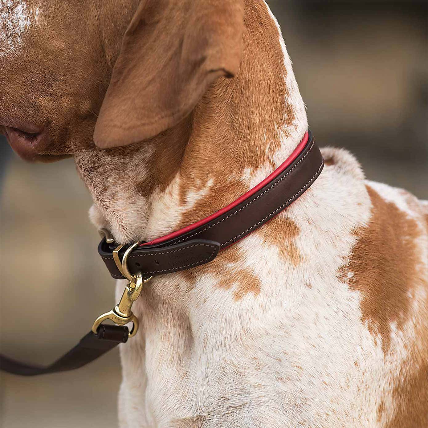 Lords and Labradors Italian Padded Leather Dog Collar