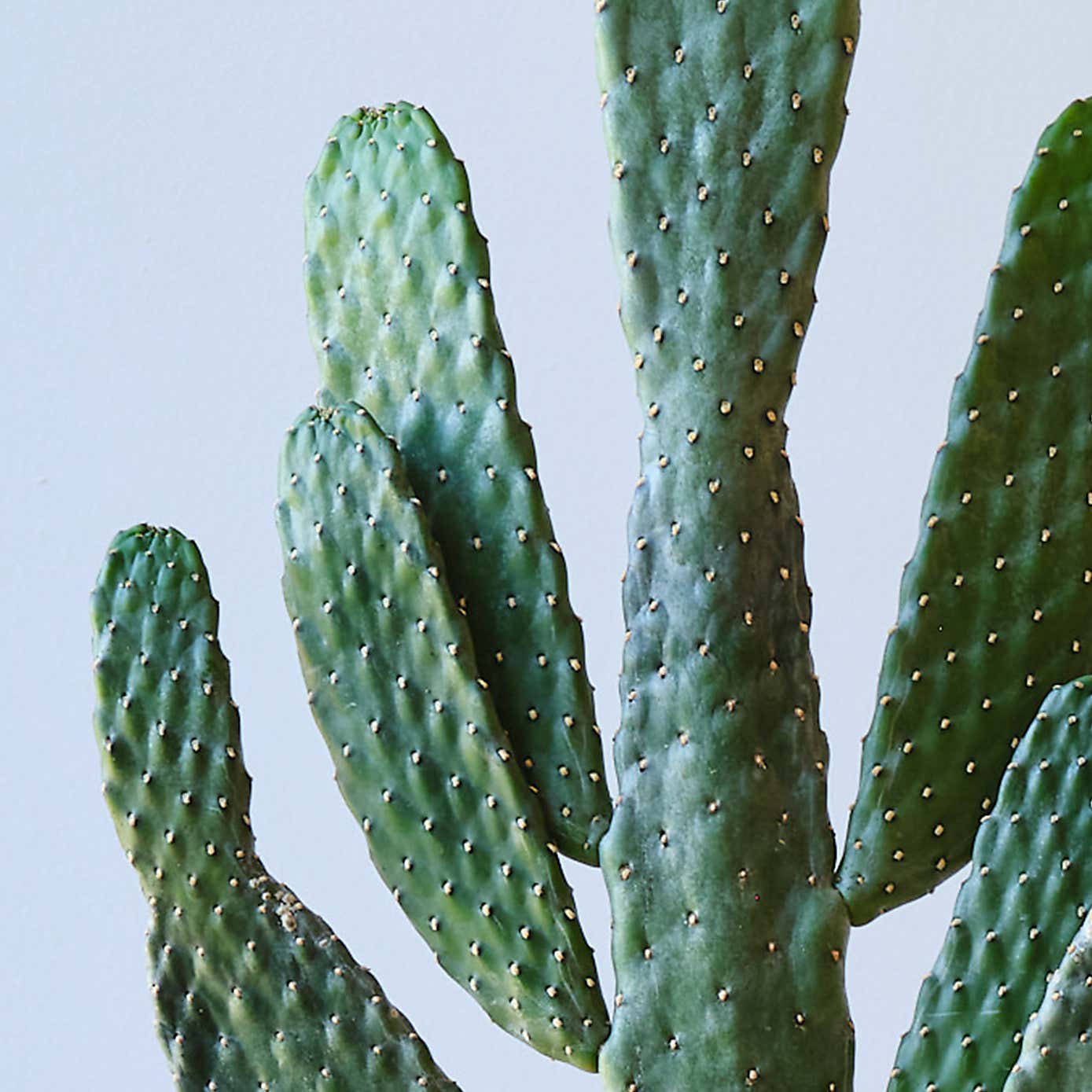 Cowboy Cactus House Plant