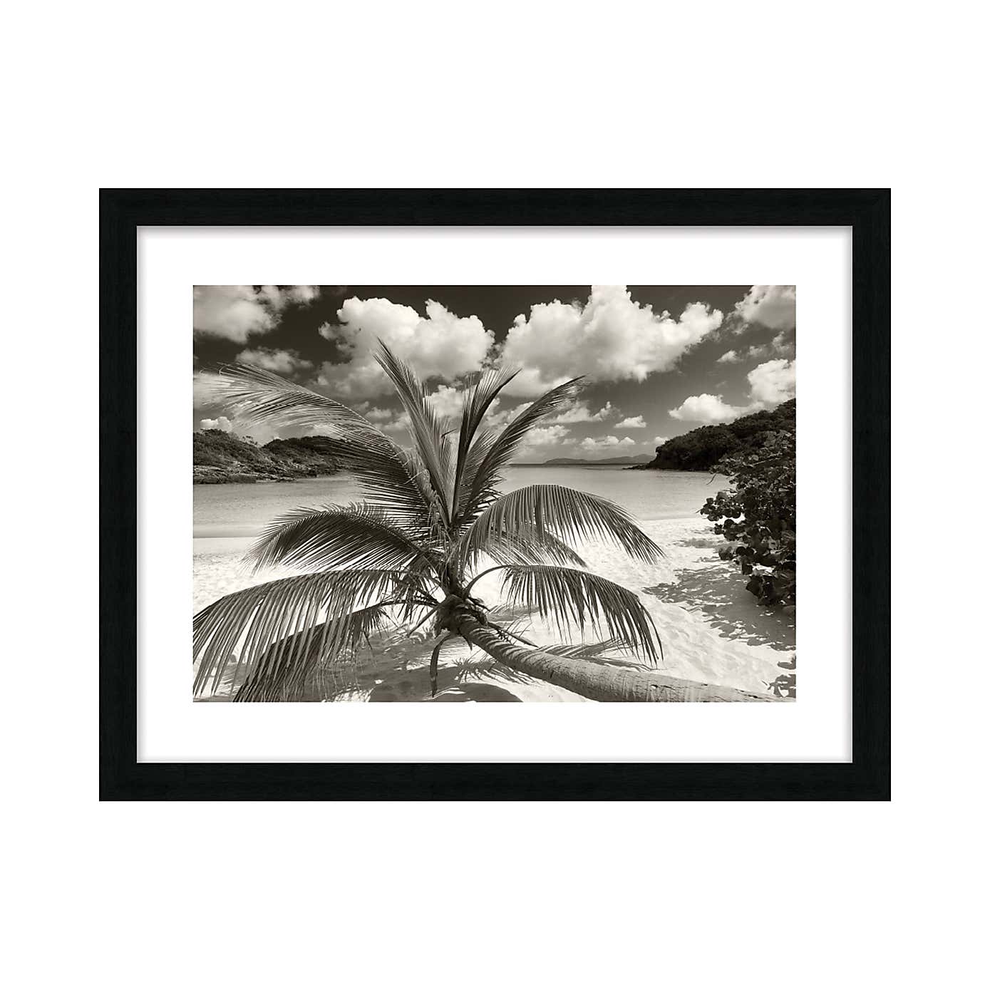 The Art Group Still Growing To The Sun Framed Print