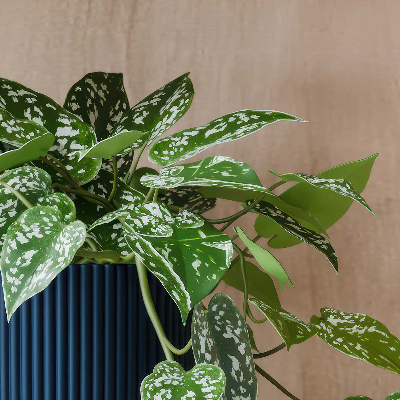 Beards & Daisies Trailing Satin Pothos House Plant in Elho Pot