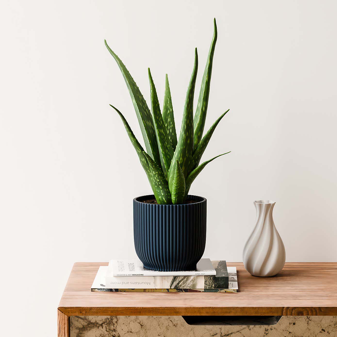 Aloe Vera House Plant in Elho Vibes Pot