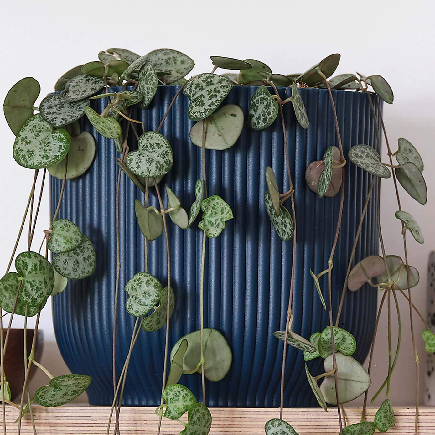 String Of Hearts House Plant in Elho Pot