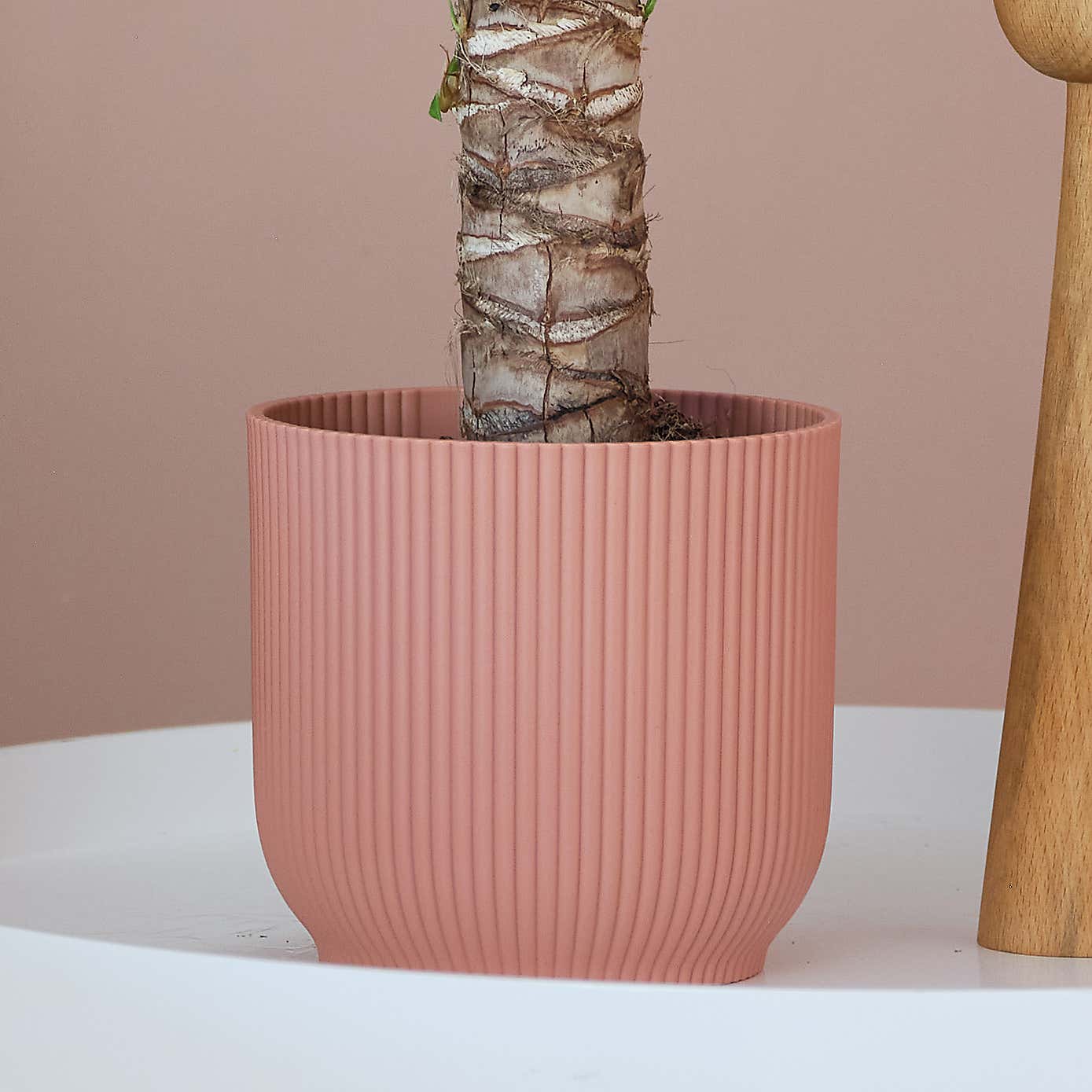 Yucca House Plant in Elho Pot