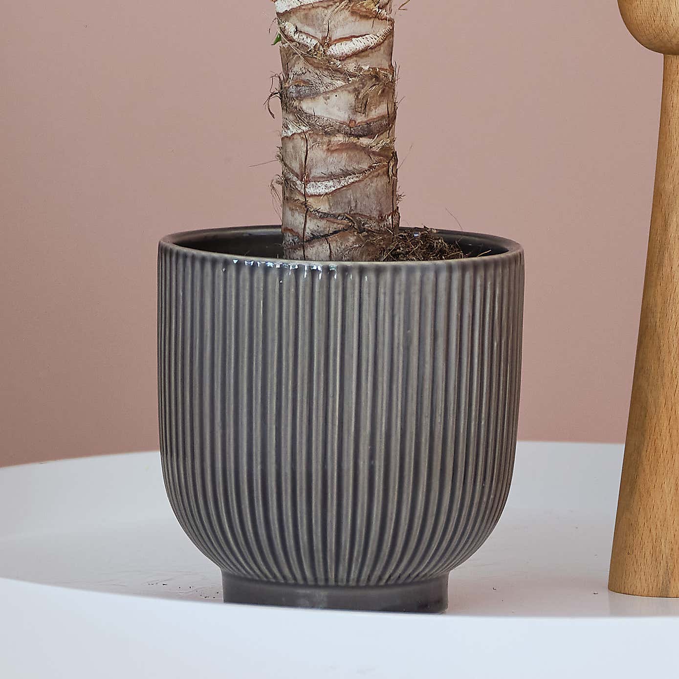 Yucca House Plant in Ribbed Pot