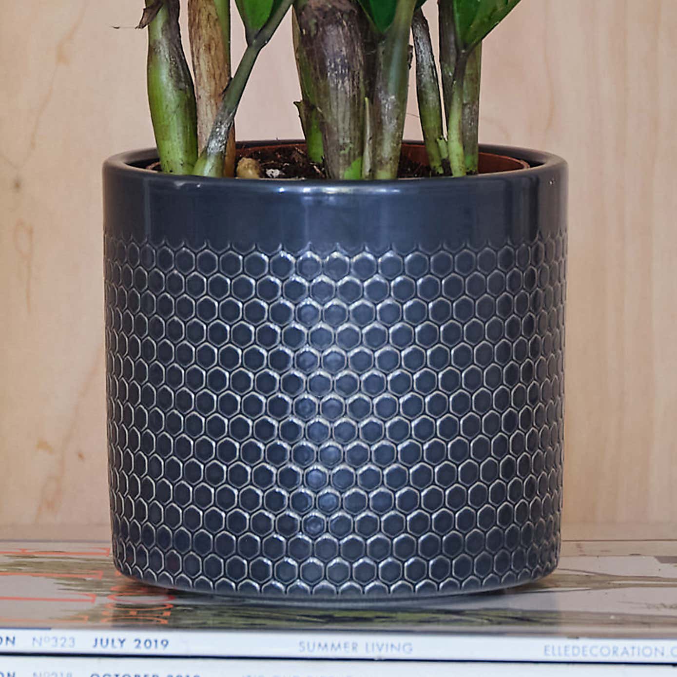 ZZ House Plant in Capri Pot