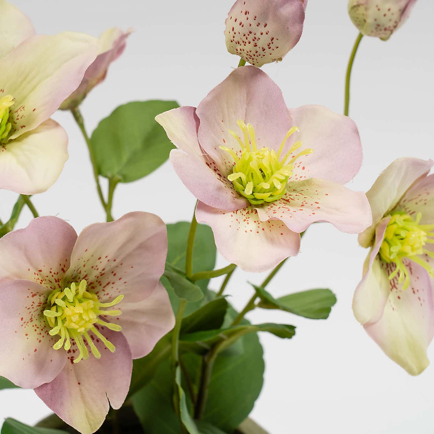 Artificial Hellebore in Terracotta Plant Pot