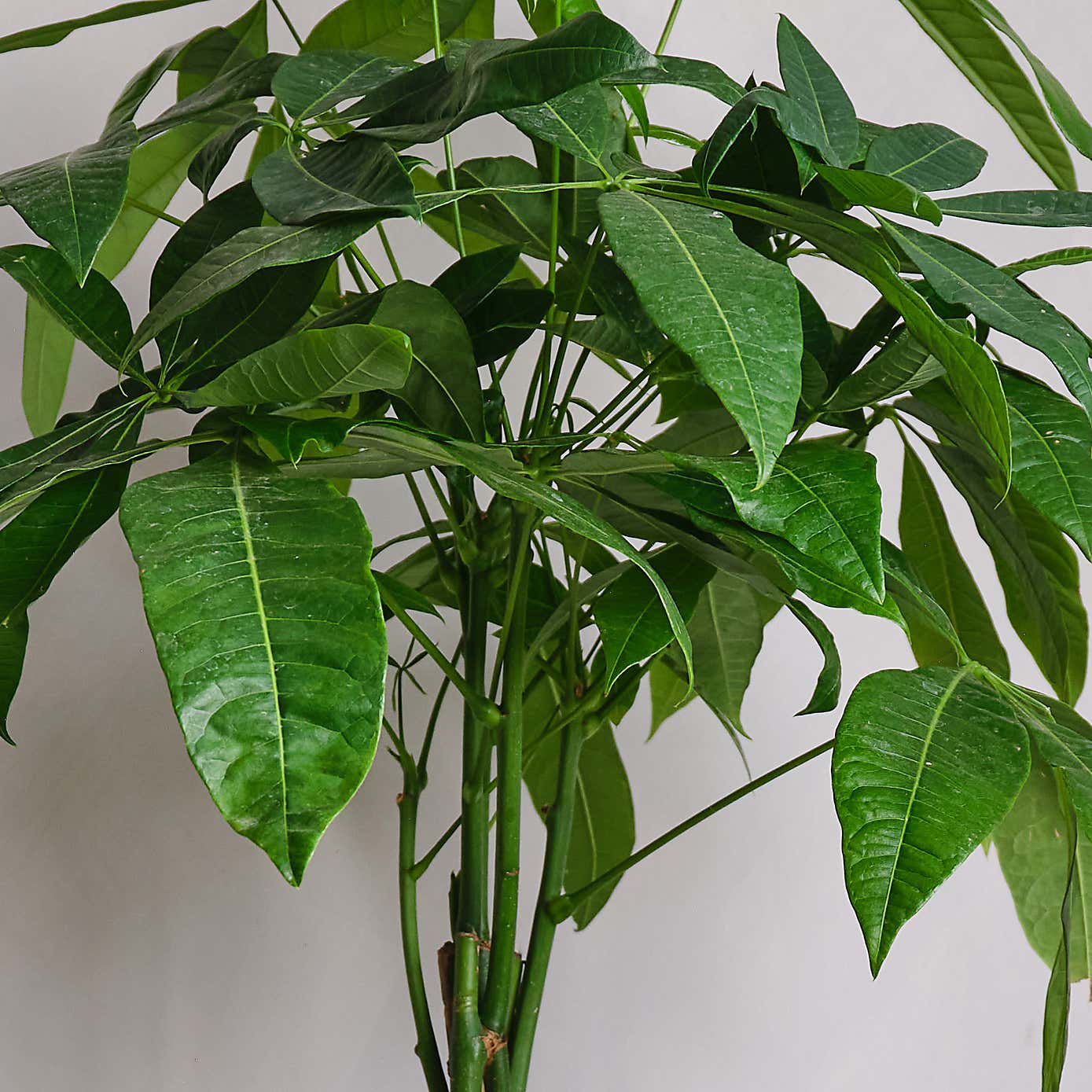 Money Tree House Plant