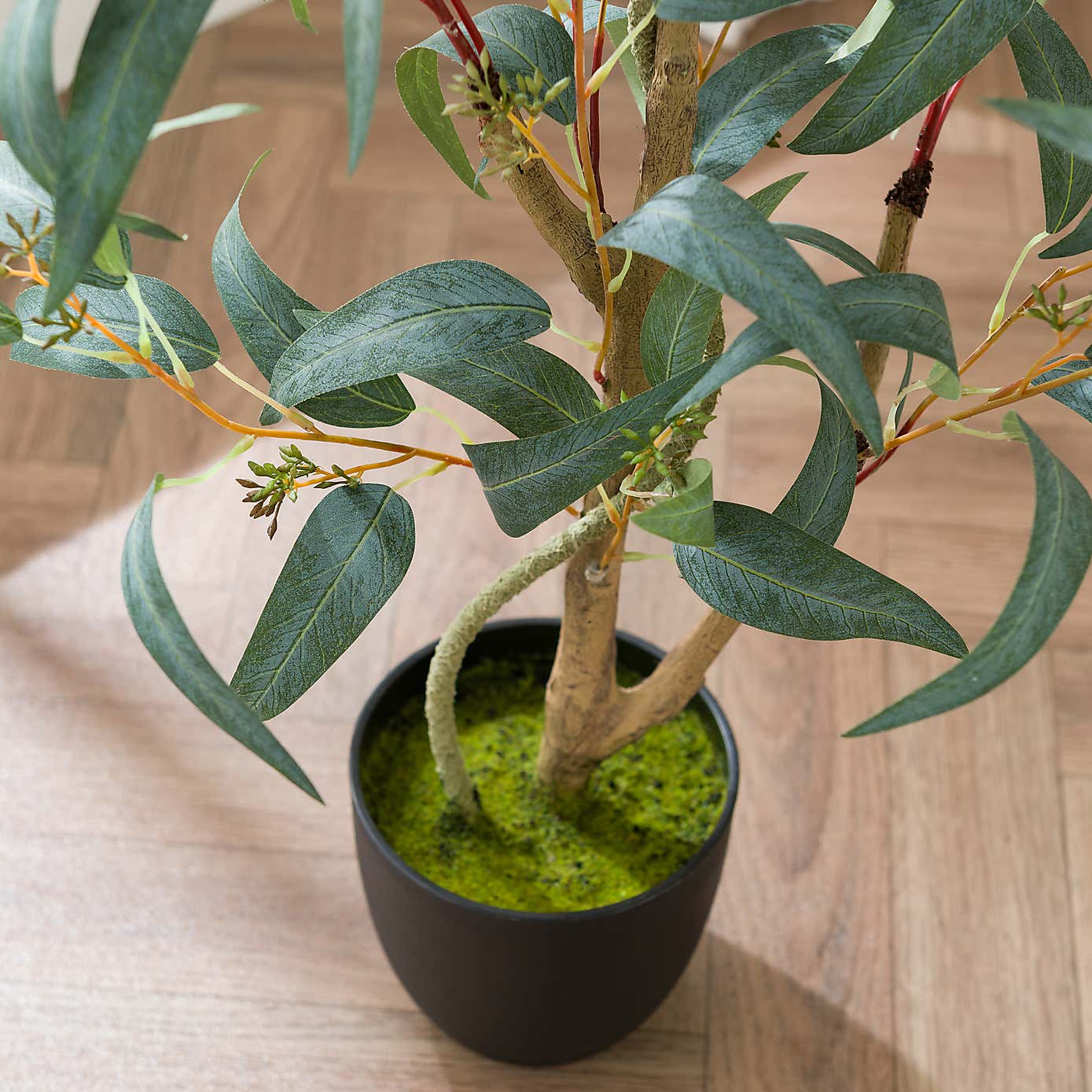 Seeding Eucalyptus Tree in Black Pot