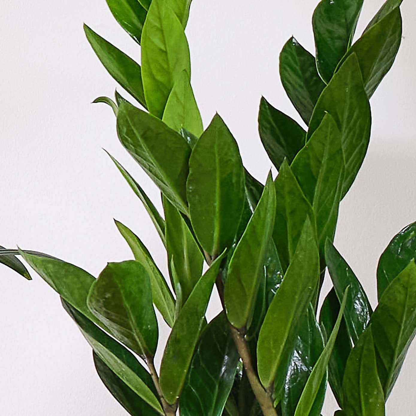 Business Potted House Plant Bundle