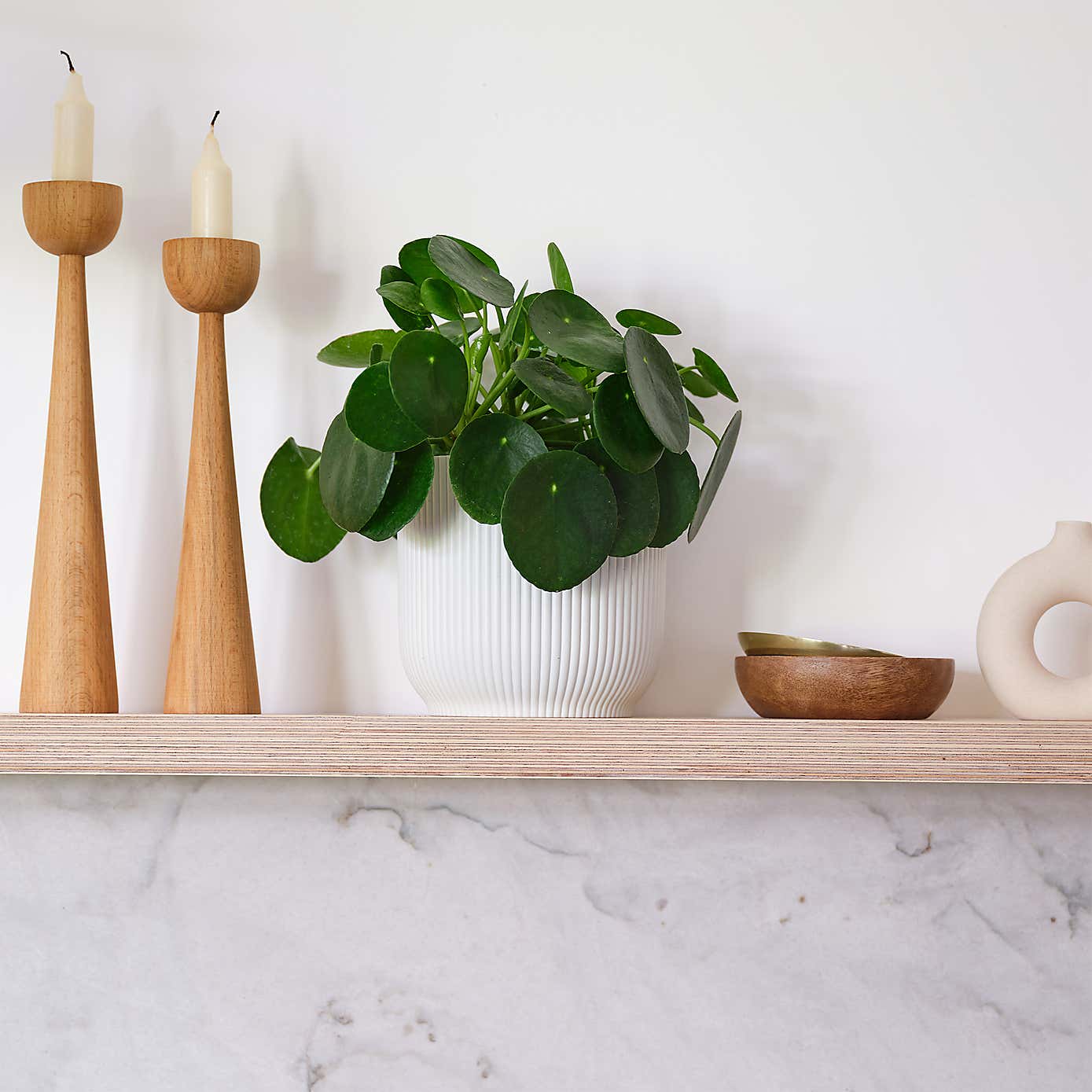 Chinese Money House Plant in Elho Pot