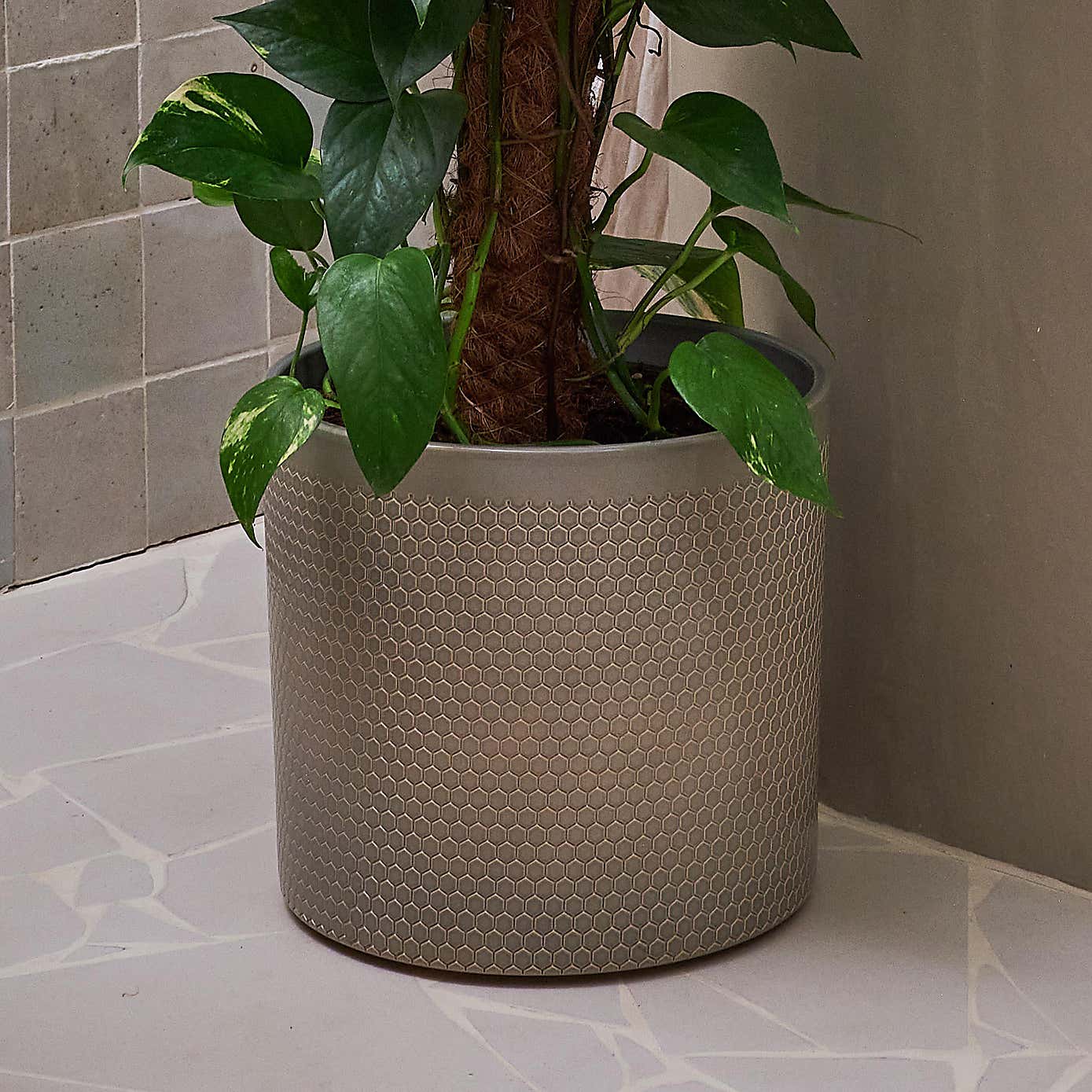 Beards & Daisies Devil's Ivy Moss Pole House Plant in Capri Pot