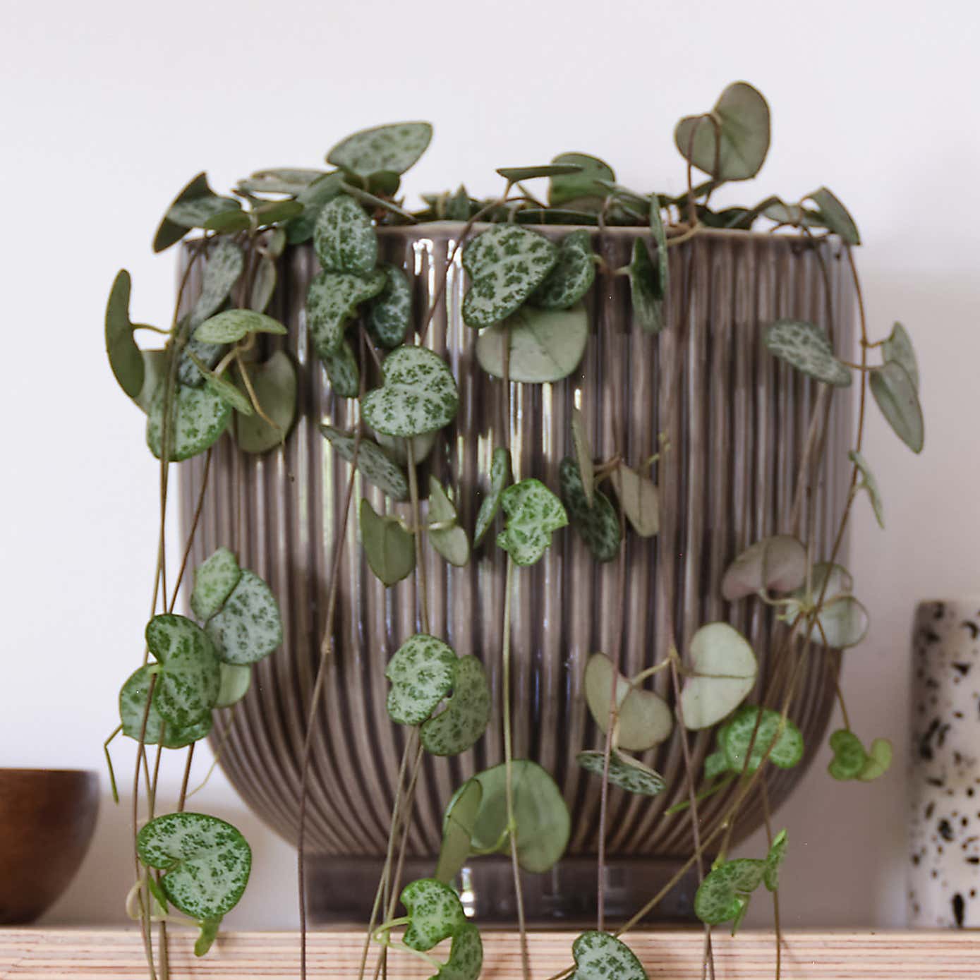 String Of Hearts House Plant in Ribbed Pot